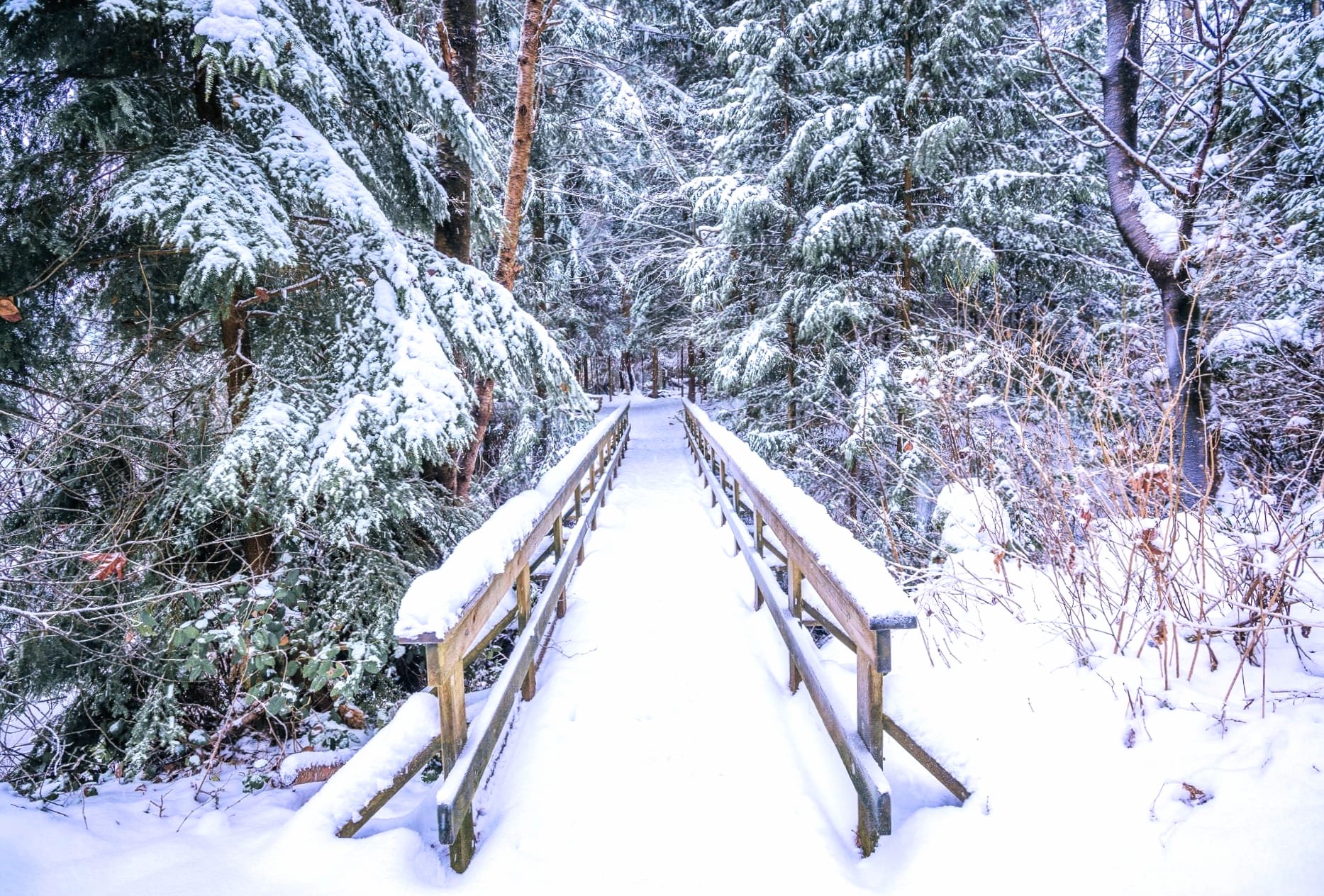 Bridge Snow Forest Photography Winter wallpapers HD quality