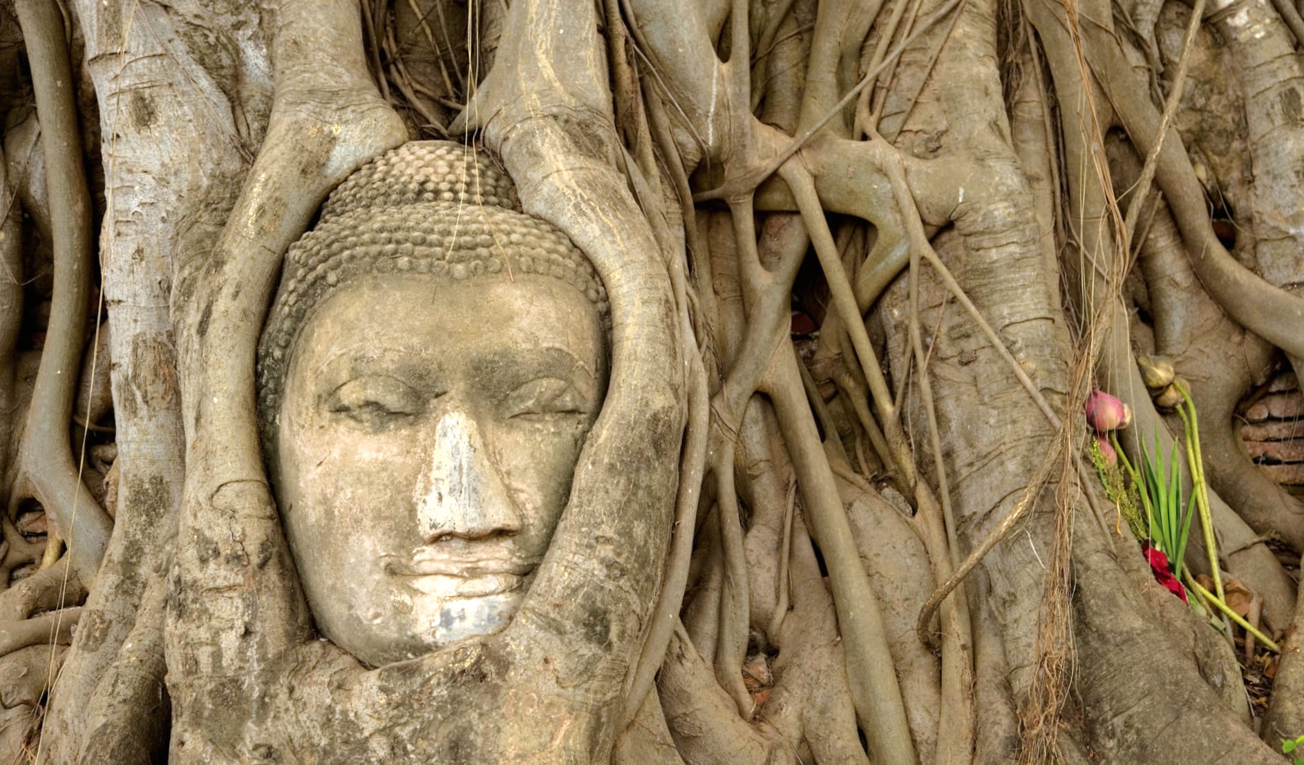 Buddha in Tree Roots wallpapers HD quality