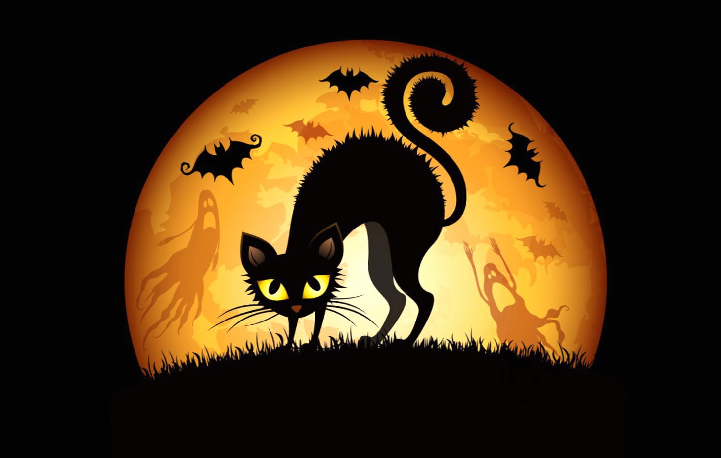 Cat Holiday Halloween Wallpaper wallpapers HD quality