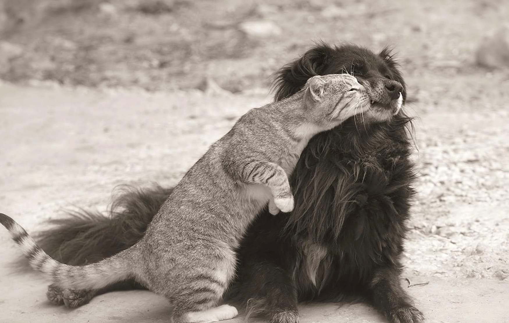 Charming Black & White of a Dog and Cat Friendship at 320 x 480 iPhone size wallpapers HD quality