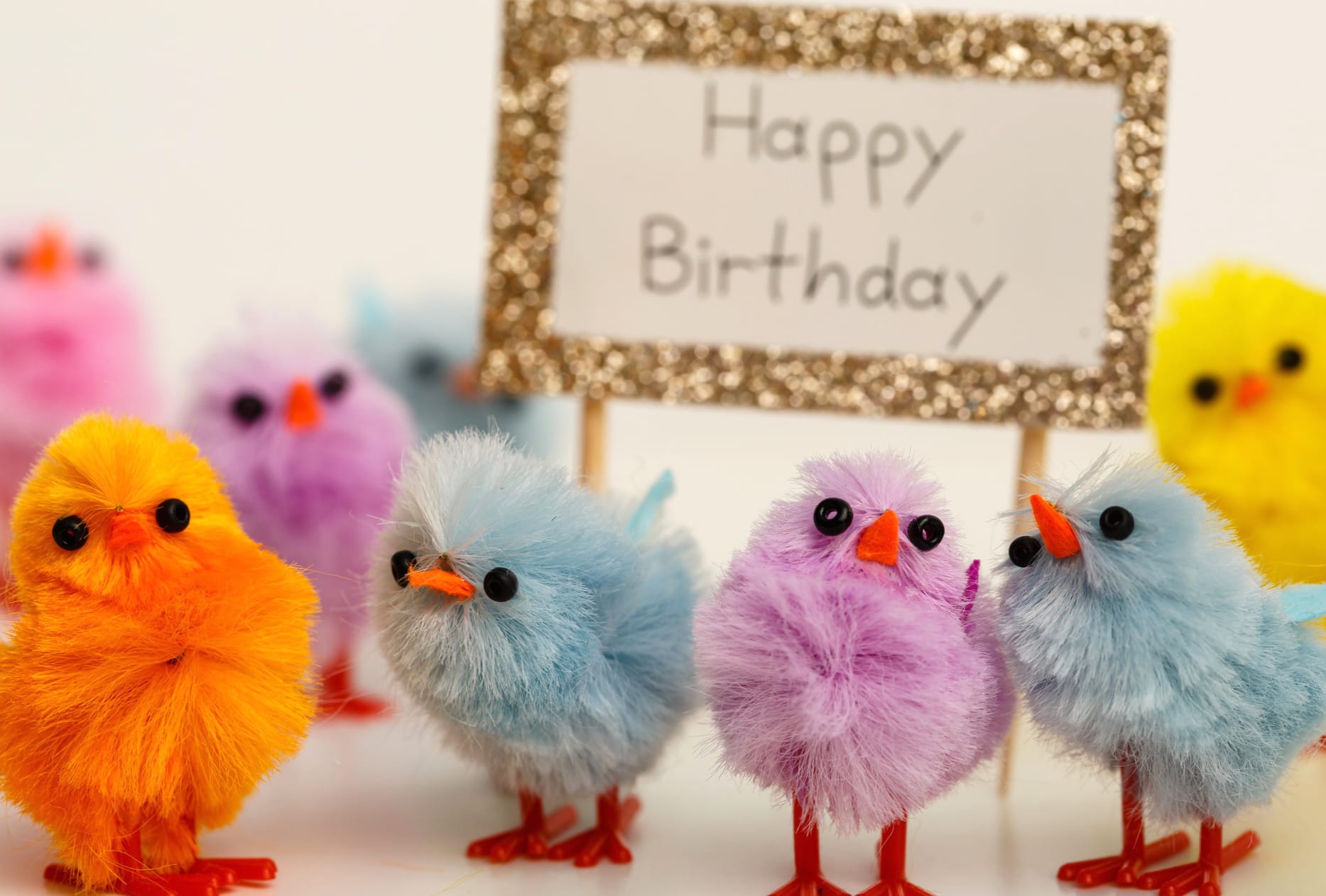 Chick Birthday Celebration wallpapers HD quality