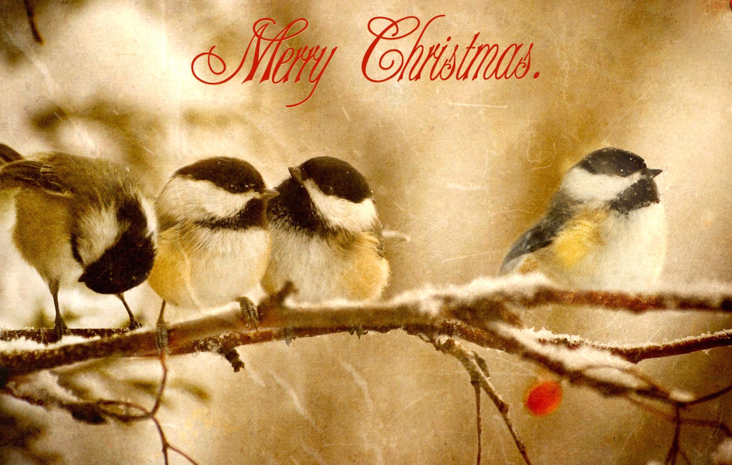 Christmas Bird Trio wallpapers HD quality