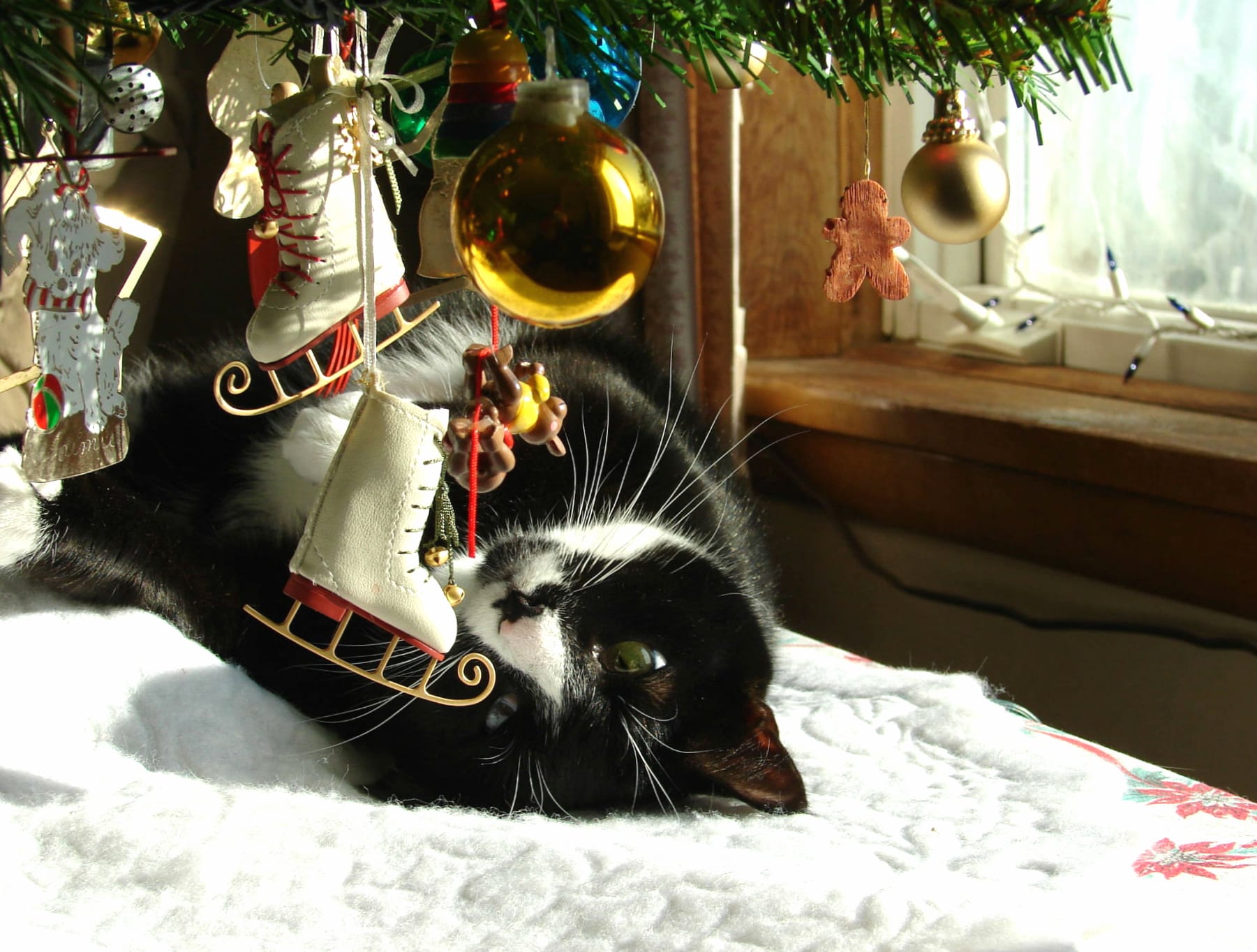 Christmas Ornaments Cat Holiday Christmas wallpapers HD quality