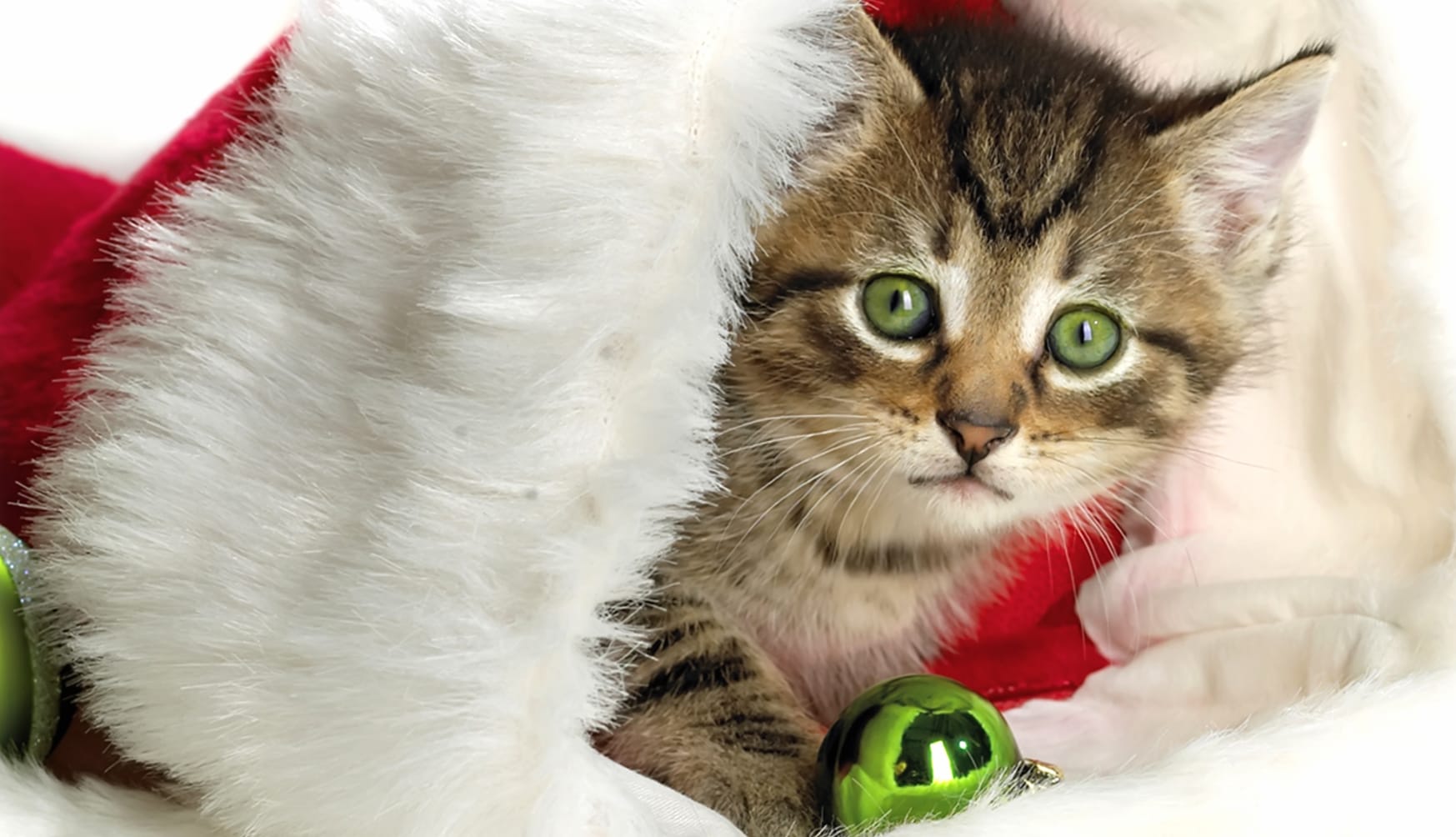 Christmas Ornaments Santa Hat Kitten Holiday Christmas at 750 x 1334 iPhone 6 size wallpapers HD quality