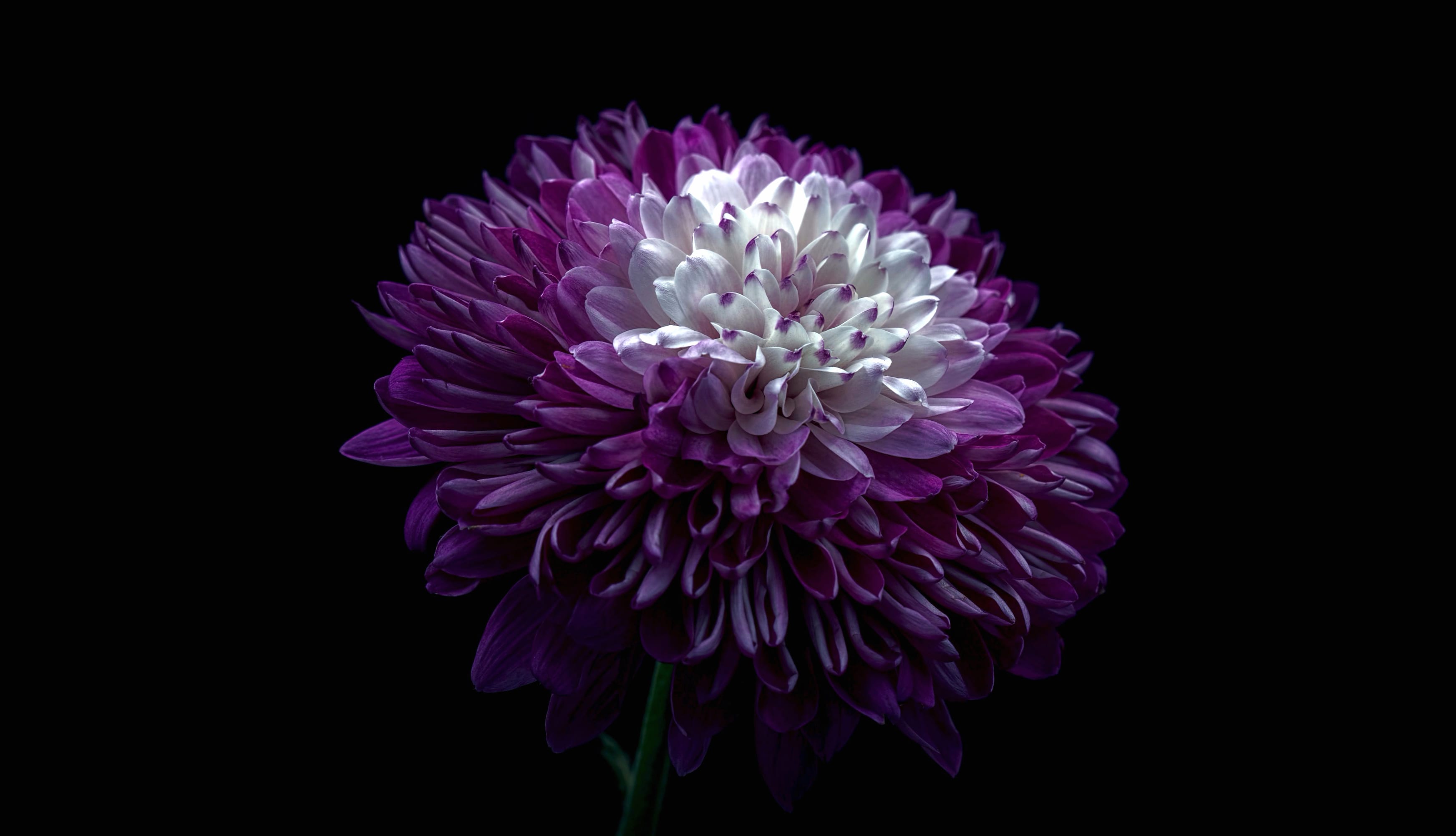 Chrysanthemum Purple Flower wallpapers HD quality