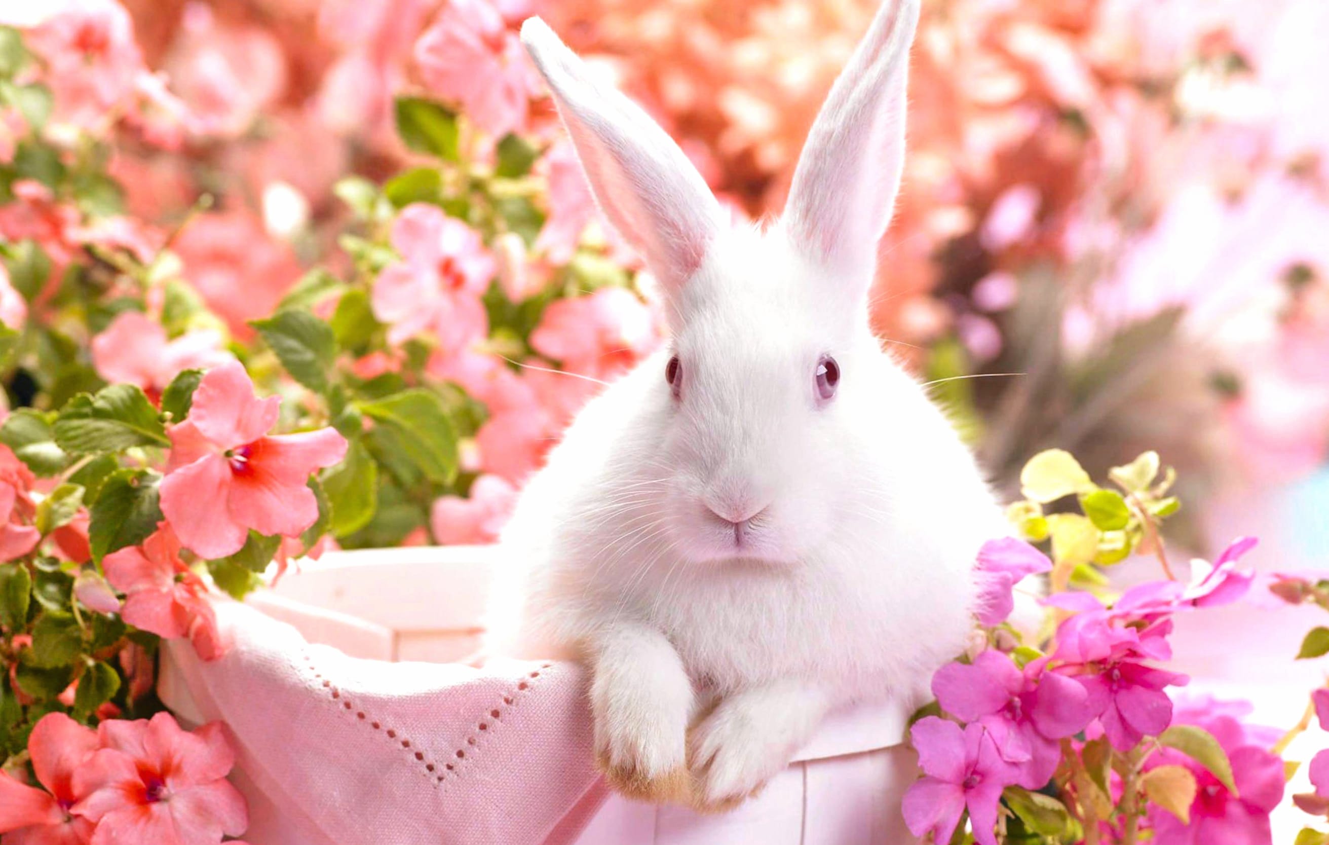 Colorful Easter Bunny at 1280 x 960 size wallpapers HD quality