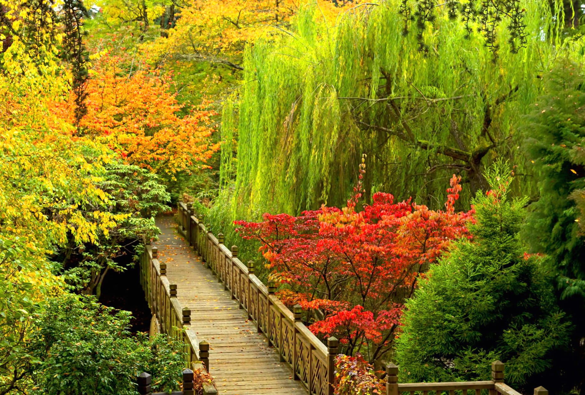 Colorful Walkway in Fall - wallpapers HD quality