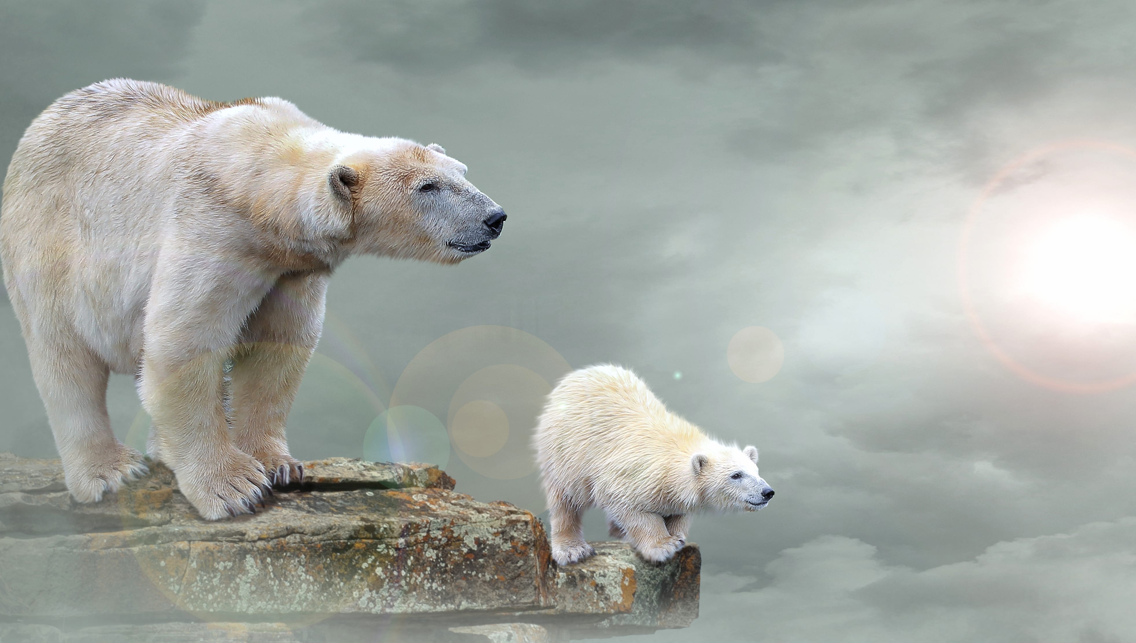 Cub Polar Bear Photography Manipulation wallpapers HD quality