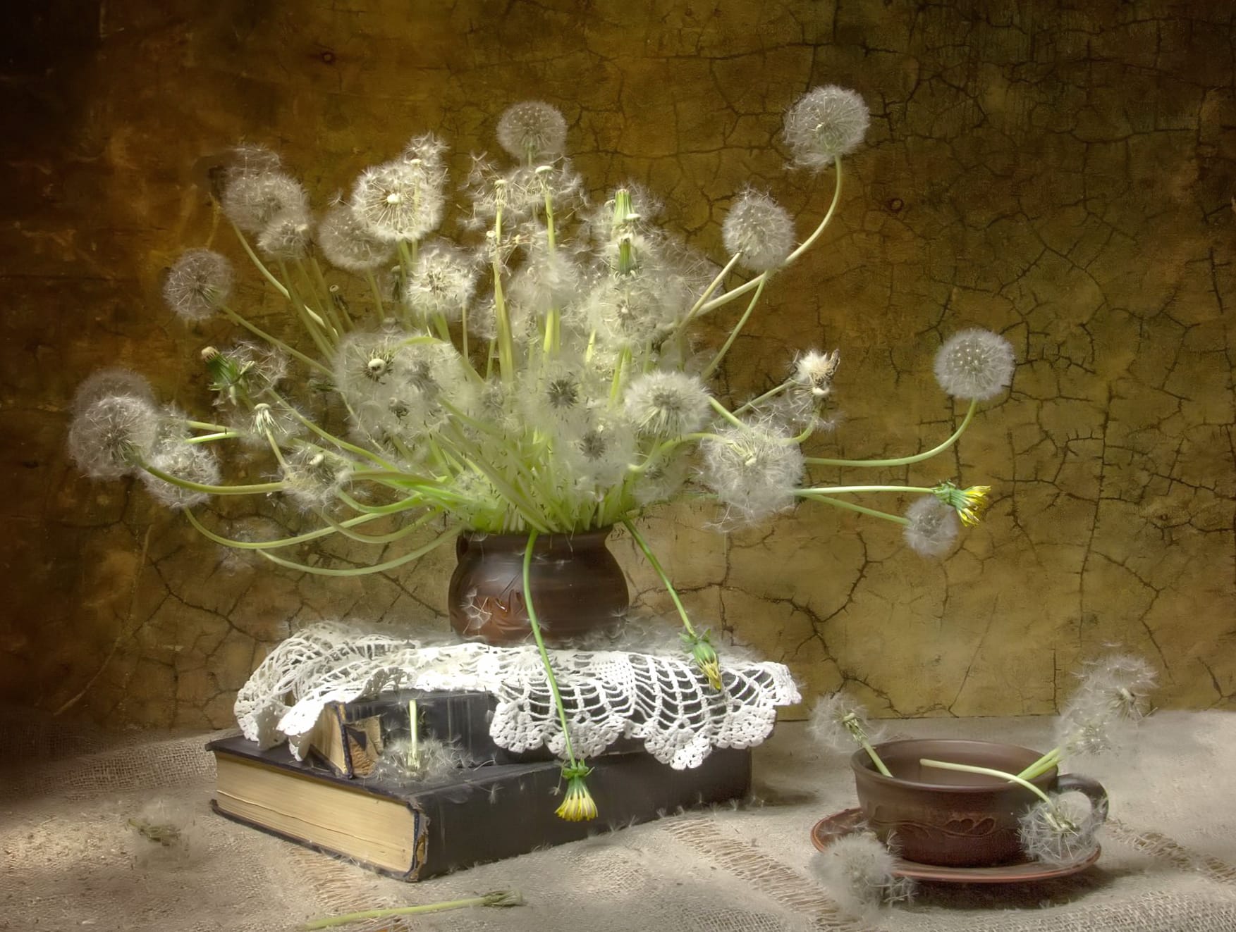 Dandelion Photography Still Life wallpapers HD quality