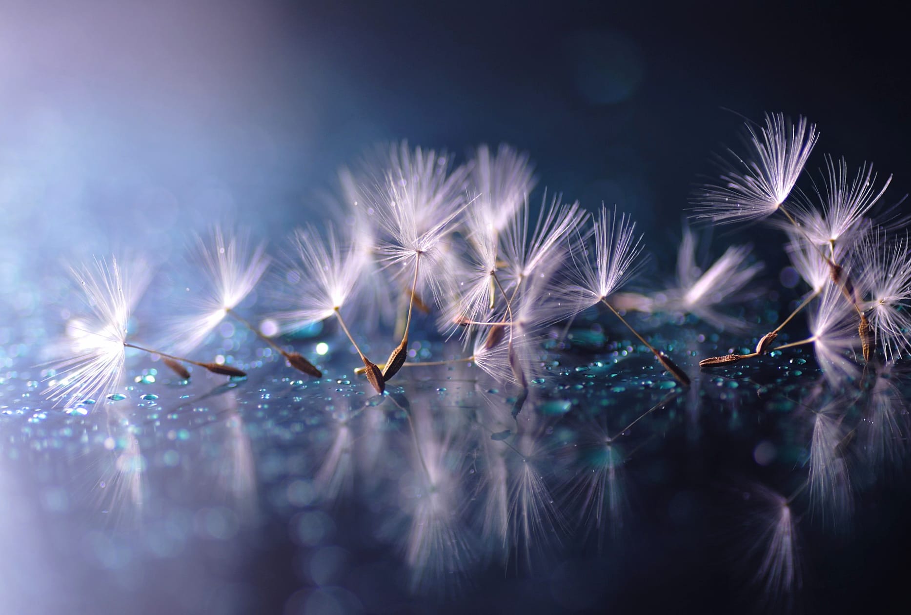 Dandelion Reflection Photography Macro at 1152 x 864 size wallpapers HD quality