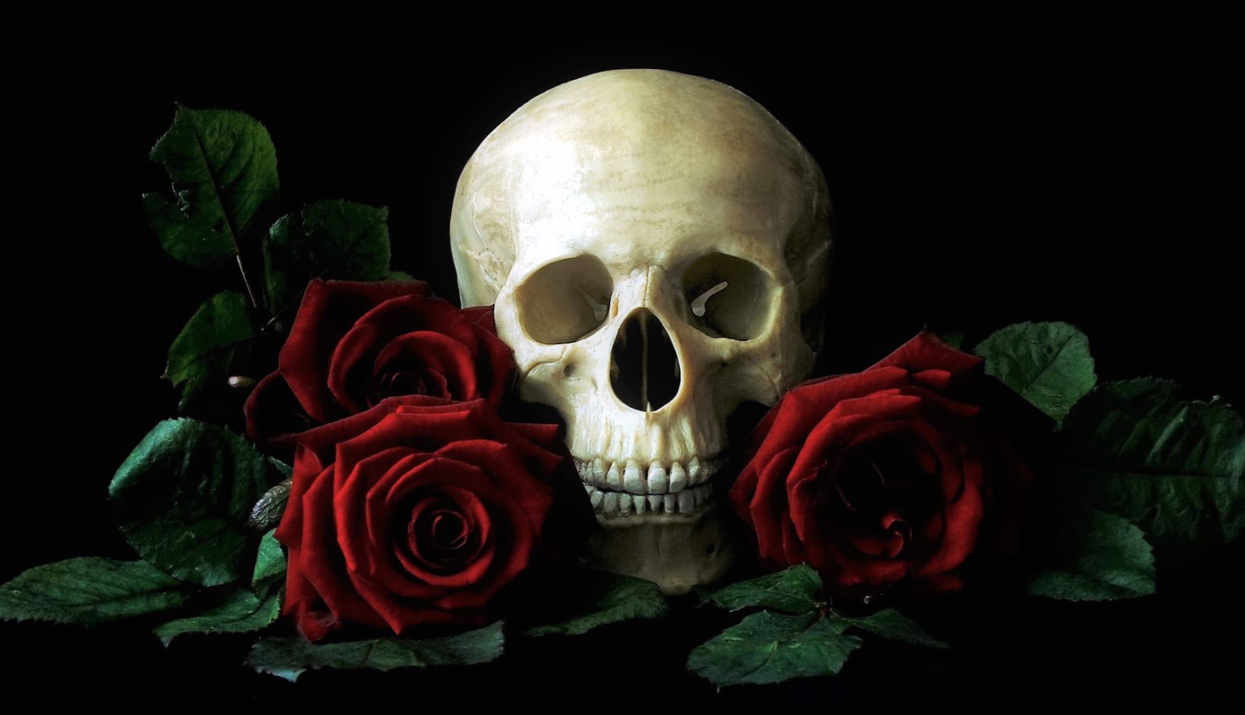 Dark Elegance Skull and Red Roses wallpapers HD Dark Elegance Skull and Red Roses wallpapers HD quality
