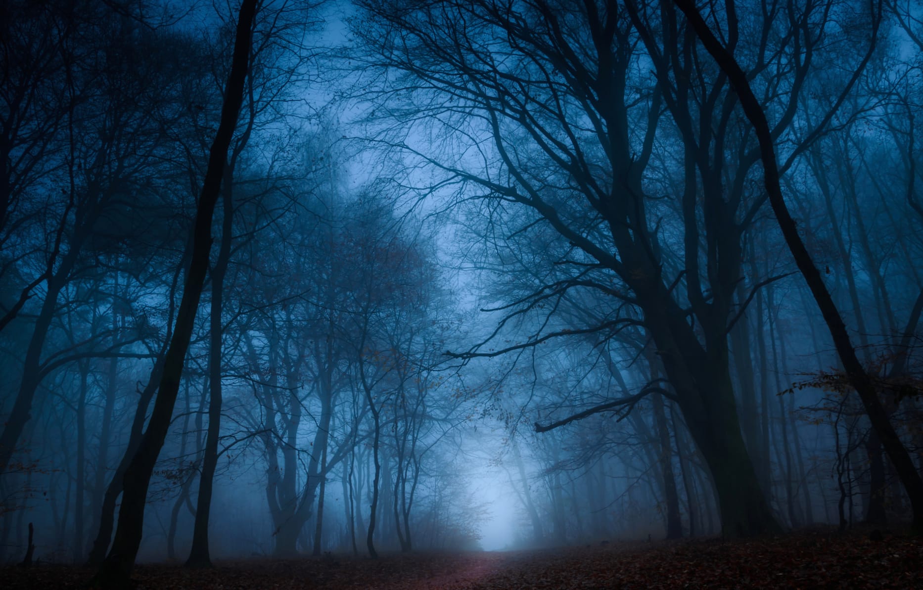 Dark Nature Fall Path Fog Tree Forest wallpapers HD quality