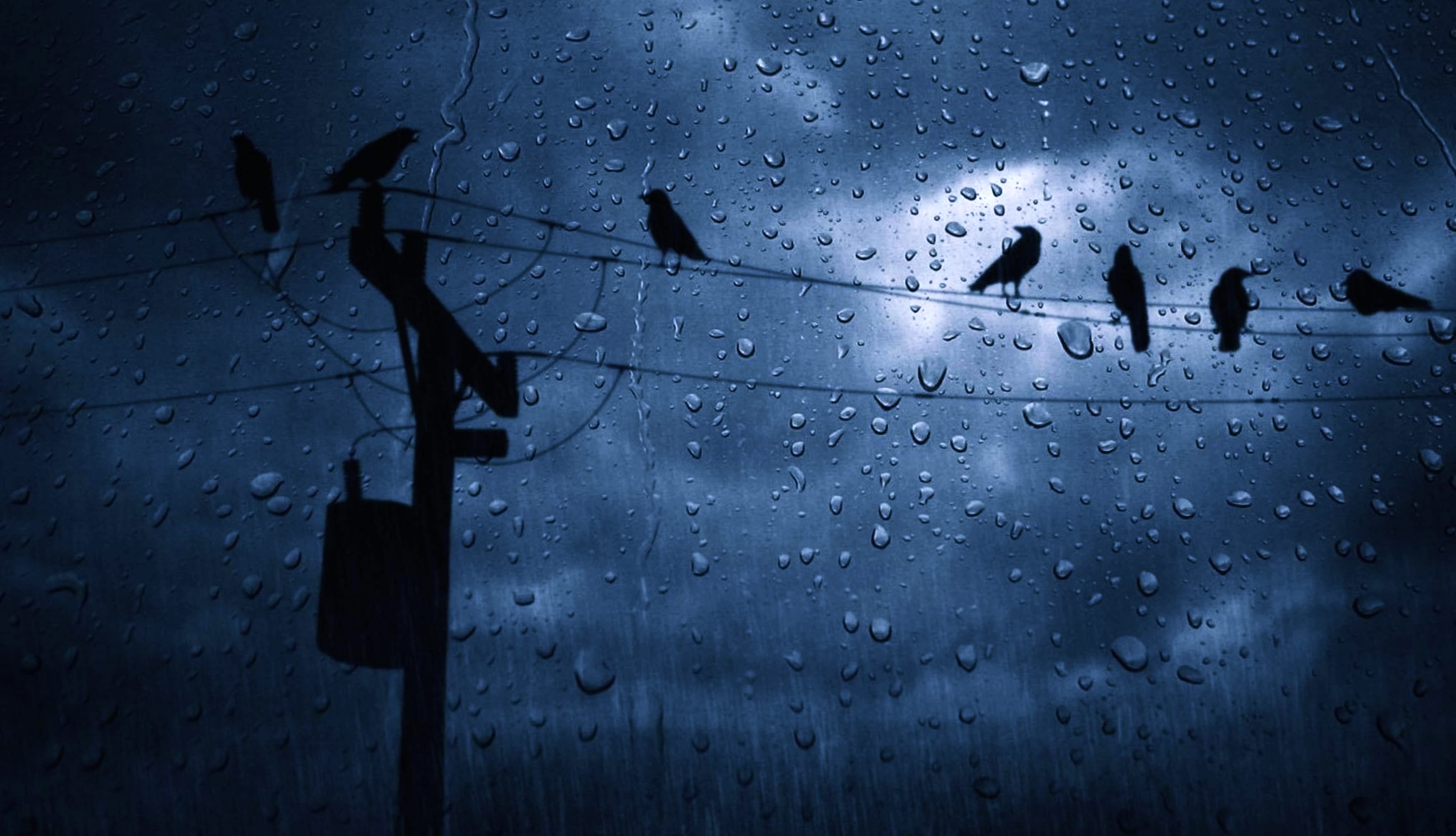 Dark Rainy Sky with Birds - wallpapers HD quality