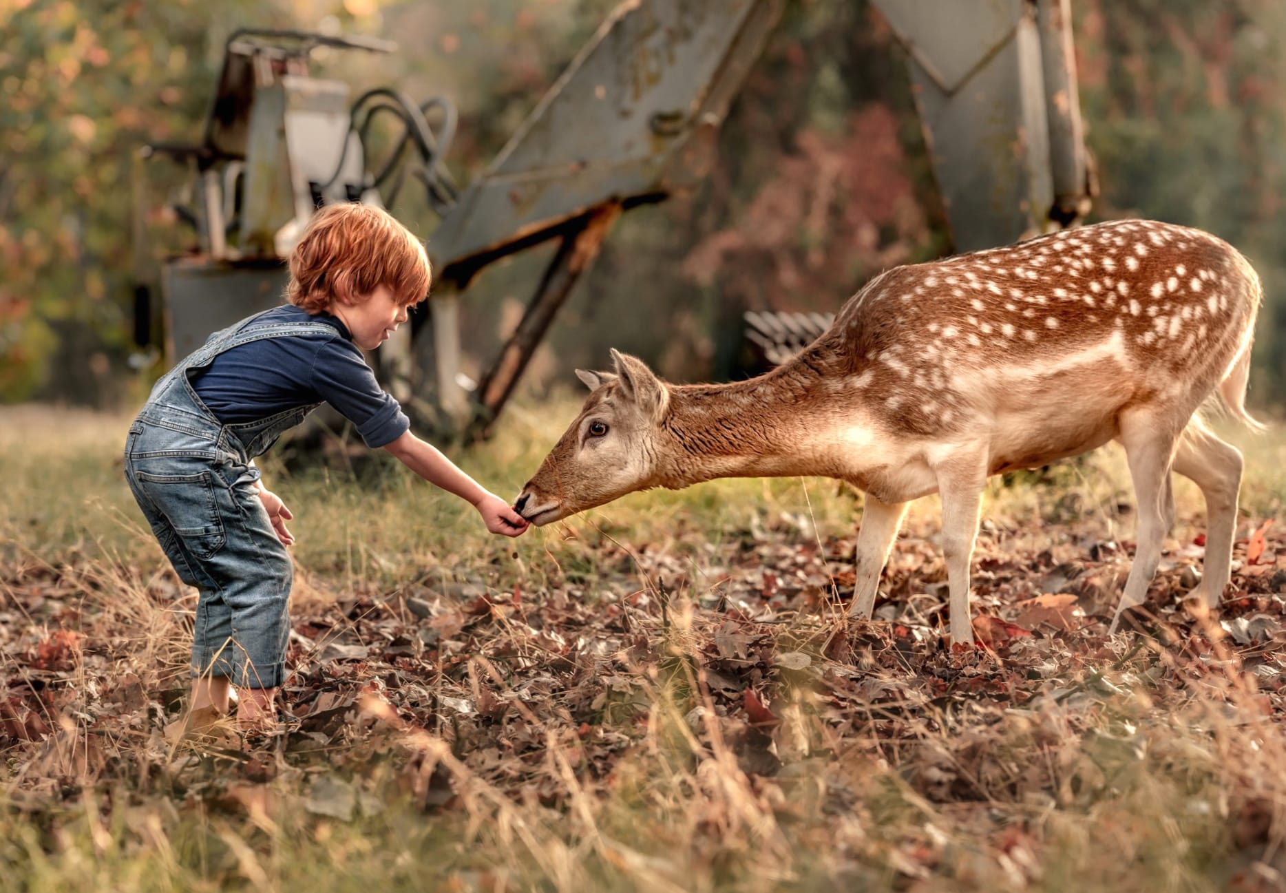 Deer Little Boy Photography Child wallpapers HD quality