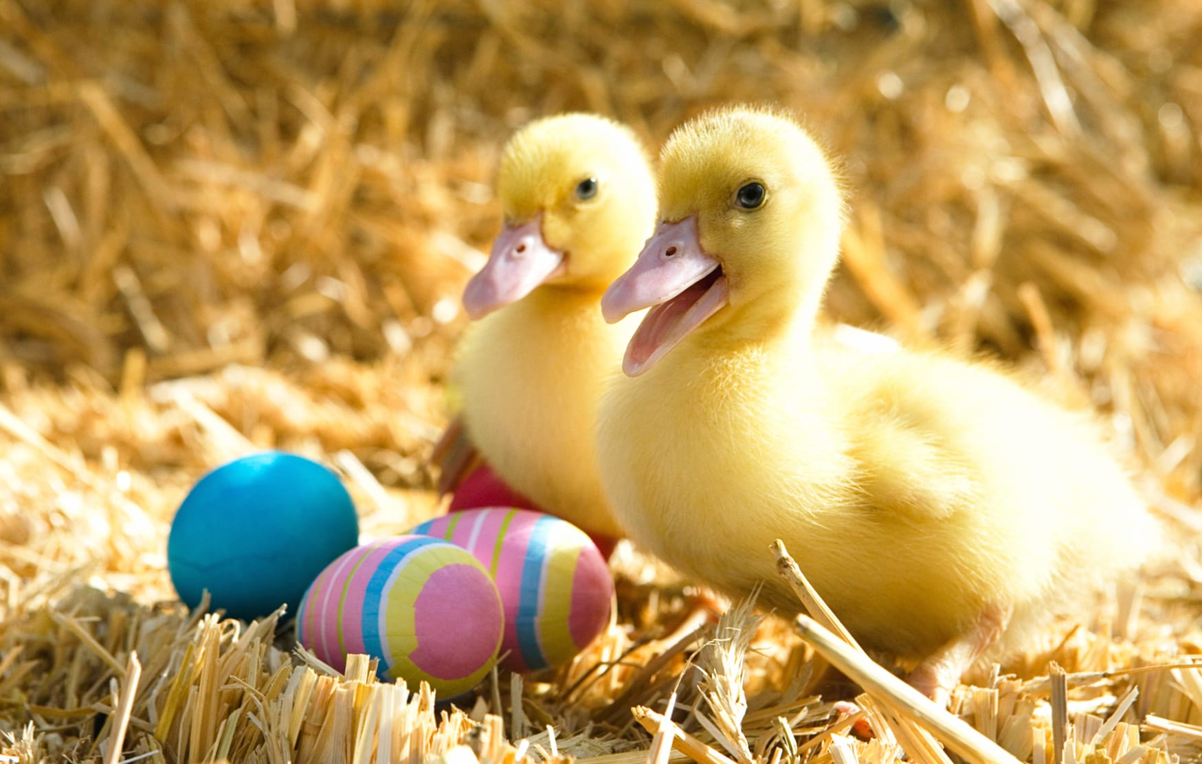 Duck Cute Holiday Easter wallpapers HD quality