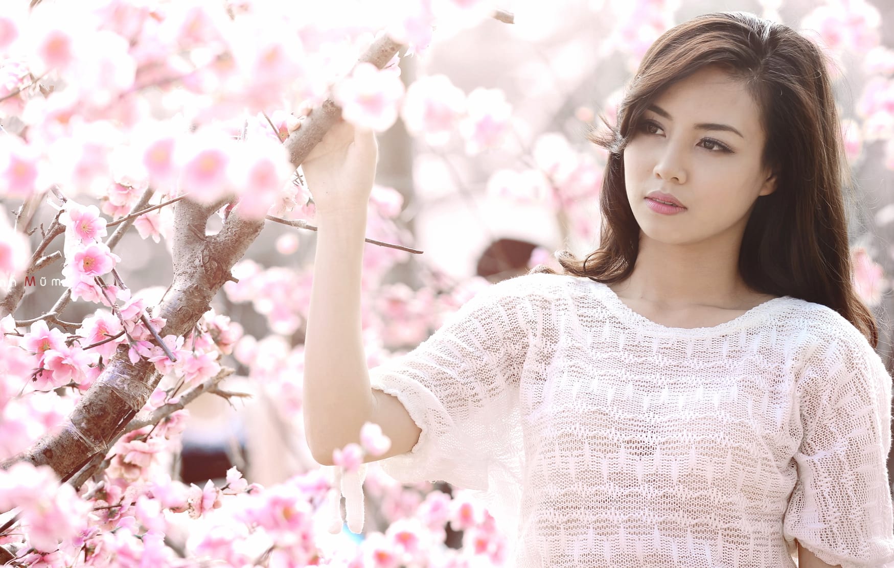 Elegance Among Sakura Blossoms - wallpapers HD quality