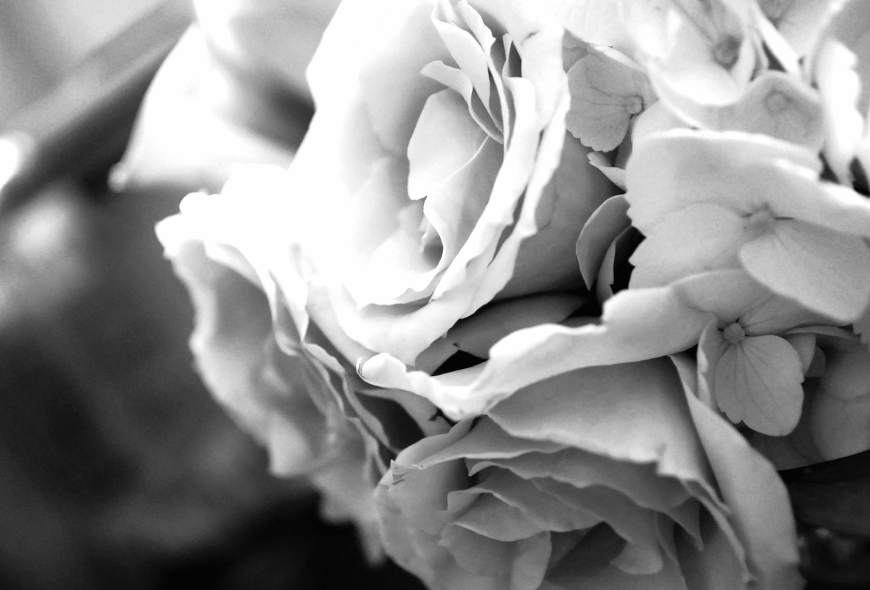 Elegant Black & White Flower Photography - wallpapers HD quality