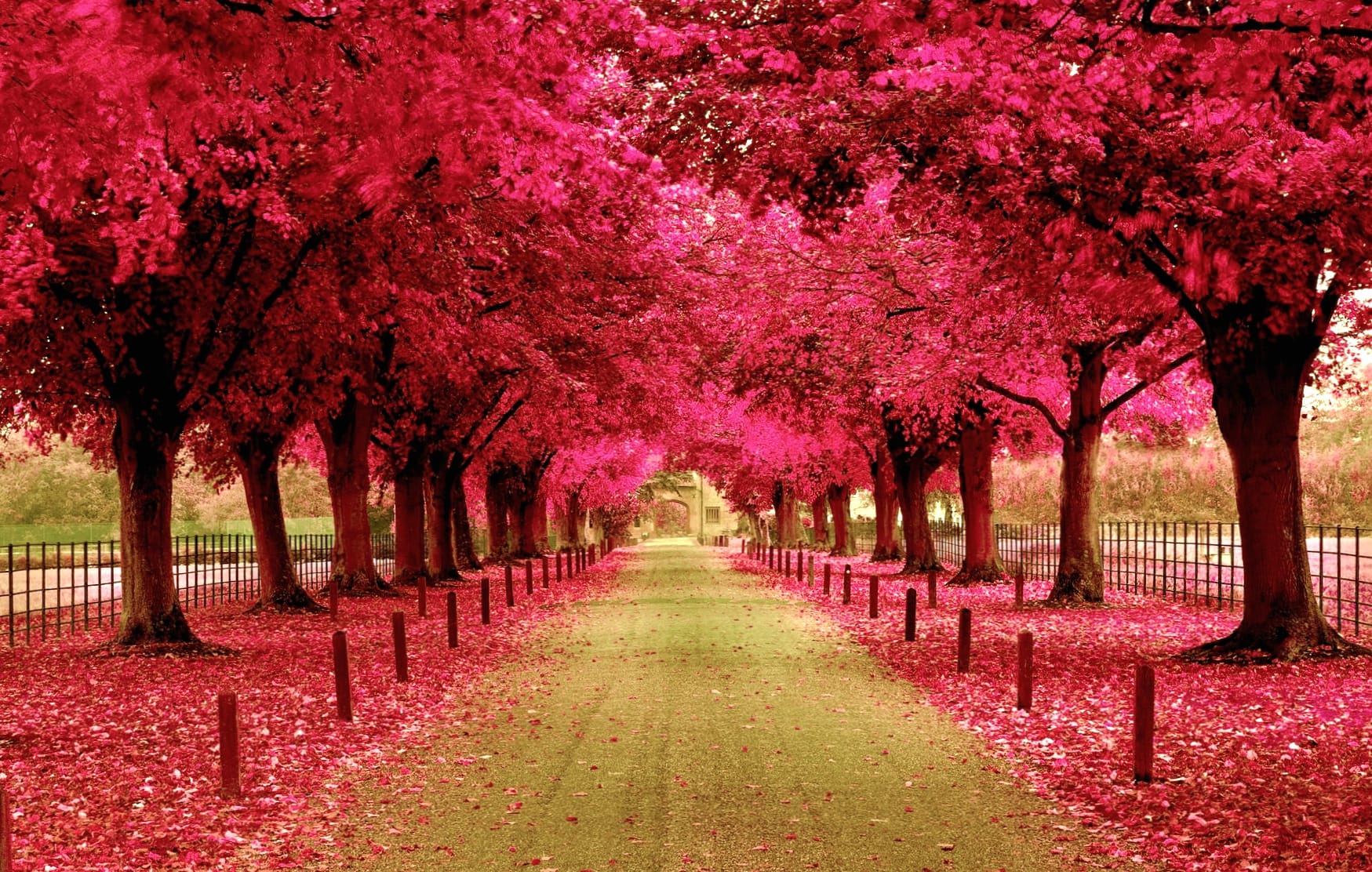 Enchanted Pink Path A Gorgeous for Autumn Walks wallpapers HD quality