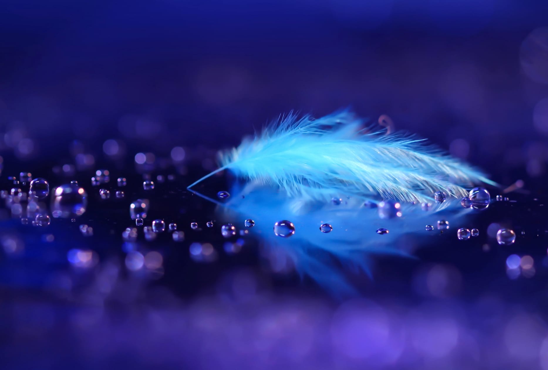 Enchanting Blue Feather Reflection - wallpapers HD quality