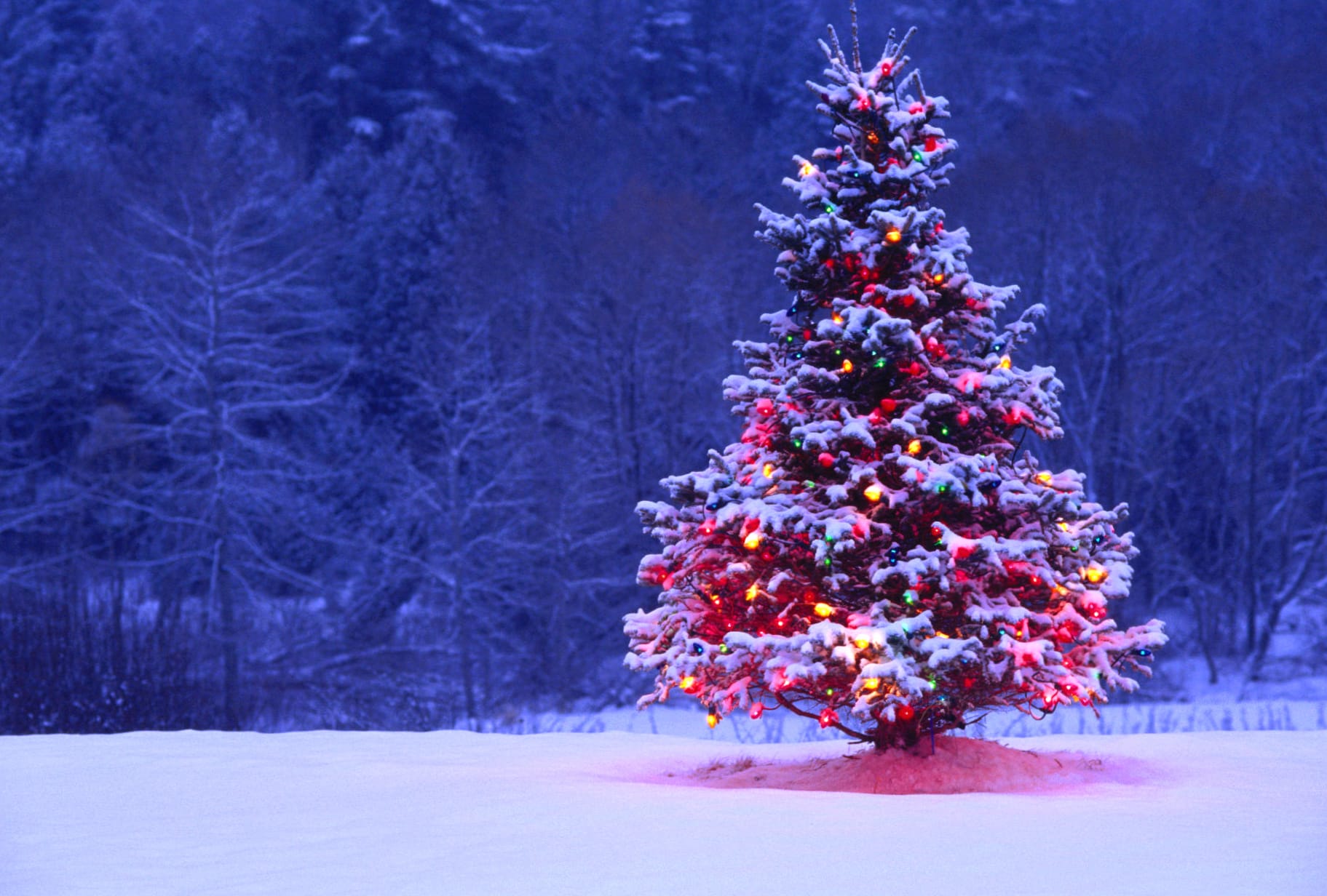 Enchanting Christmas Tree Lights - wallpapers HD quality