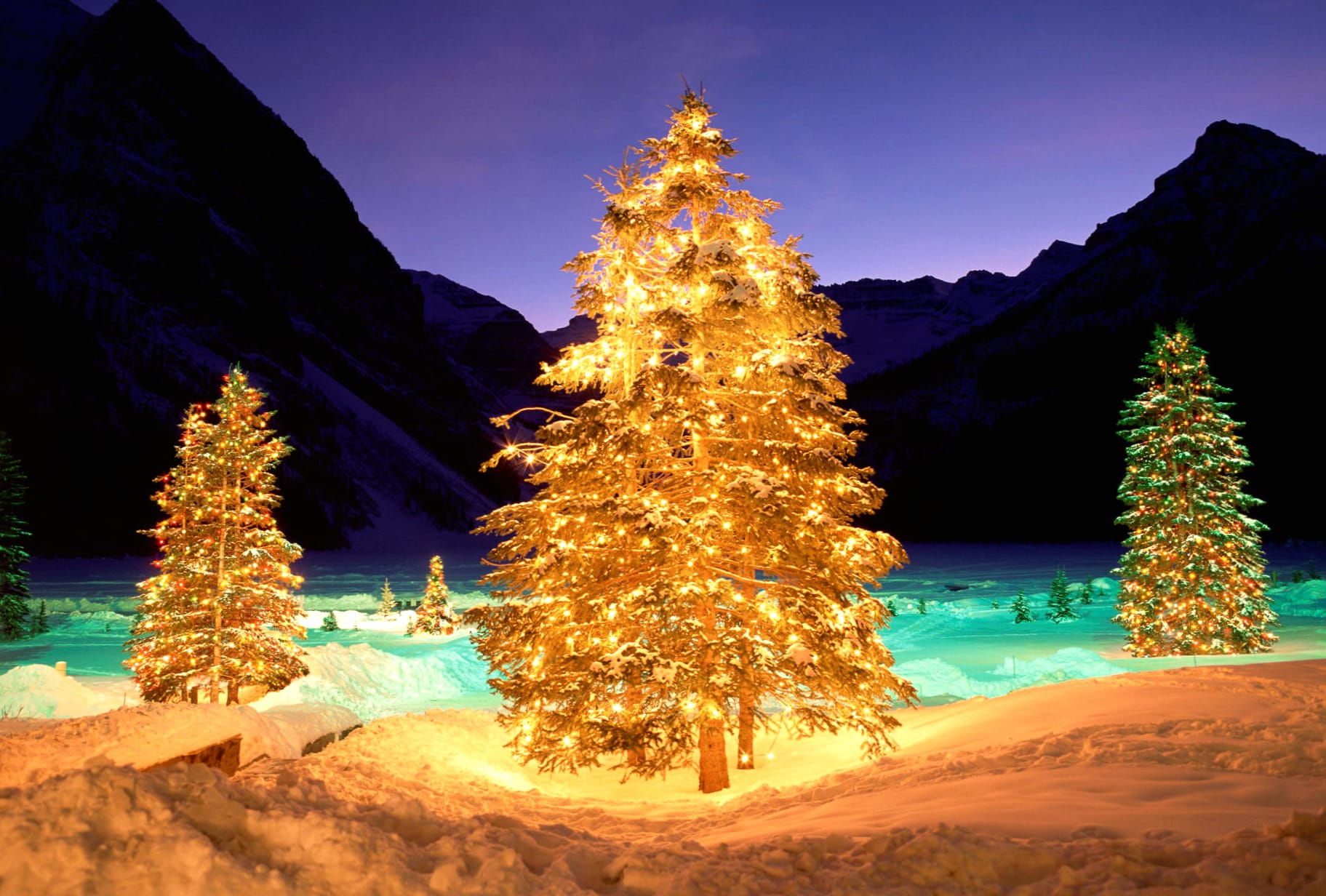 Enchanting Christmas Tree Lights in a Winter Wonderland wallpapers HD quality