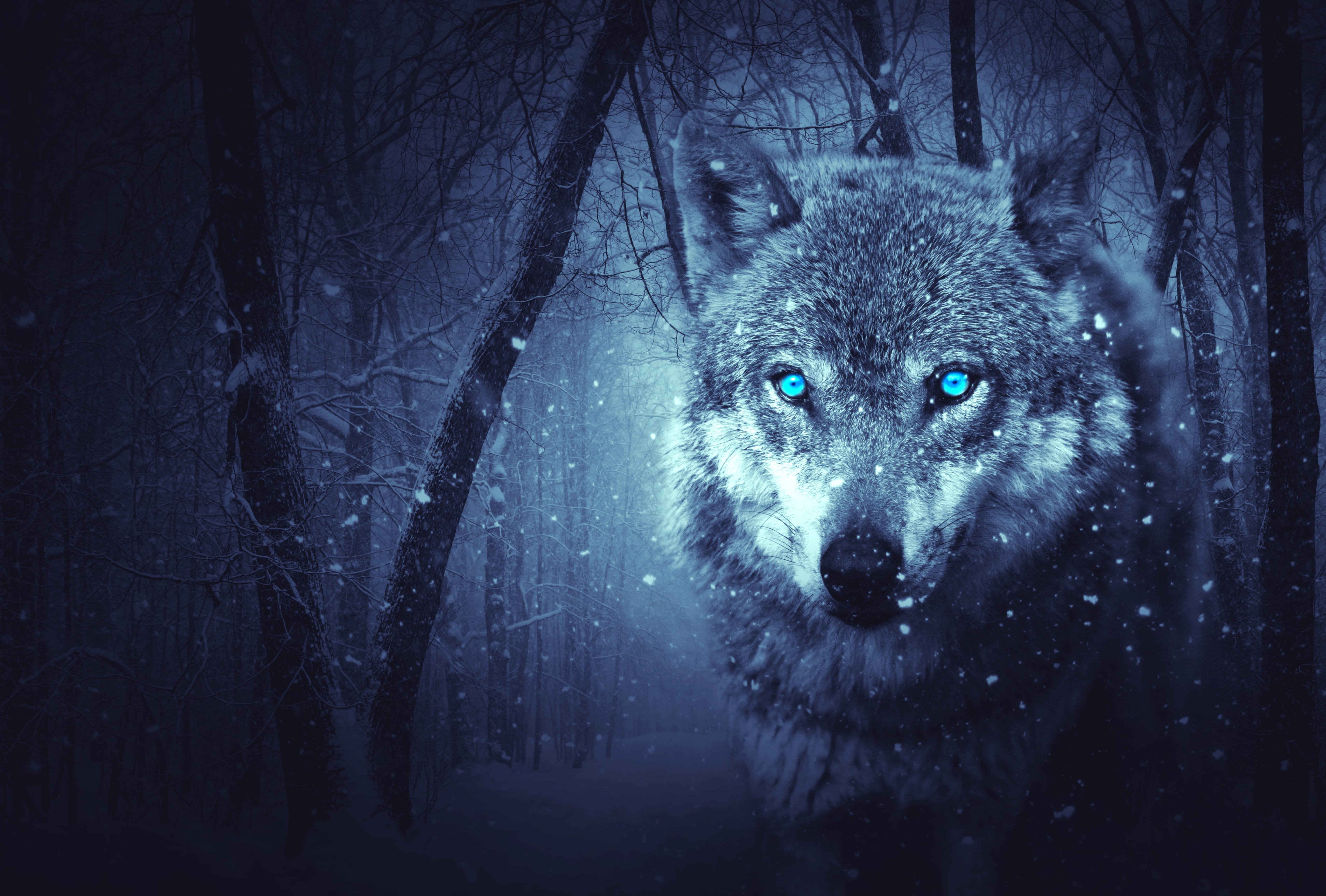 Enchanting Snowfall Wolf - HD Fantasy Wallpaper at 2560 x 1440 HD size wallpapers HD quality