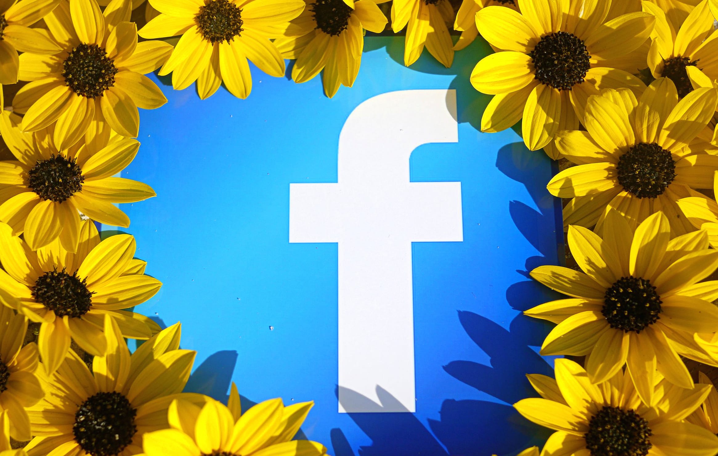 Facebook Technology with Sunflower Frame wallpapers HD quality