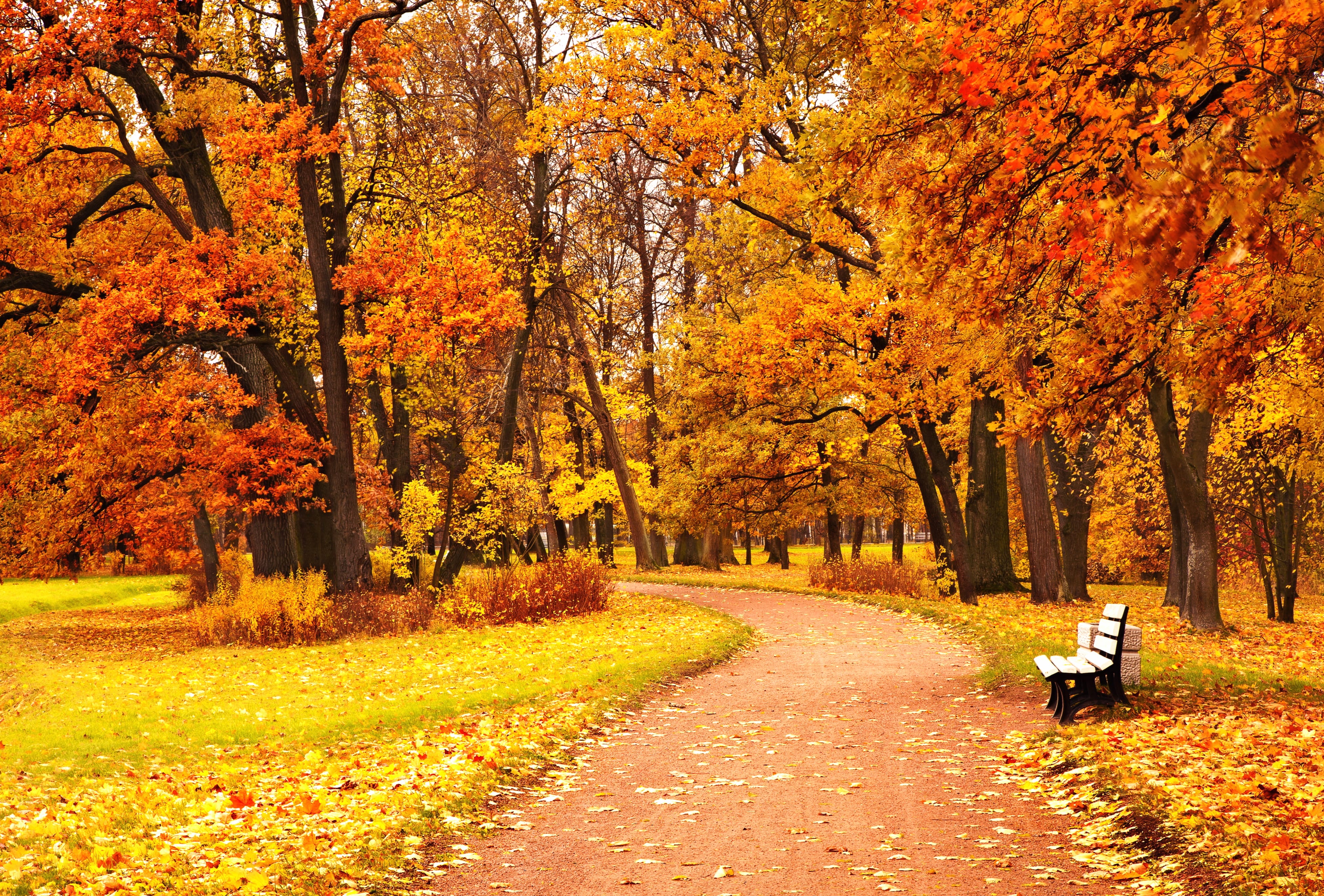 Fall Tree Bench Photography Park at 1536 x 864 HD size wallpapers HD quality