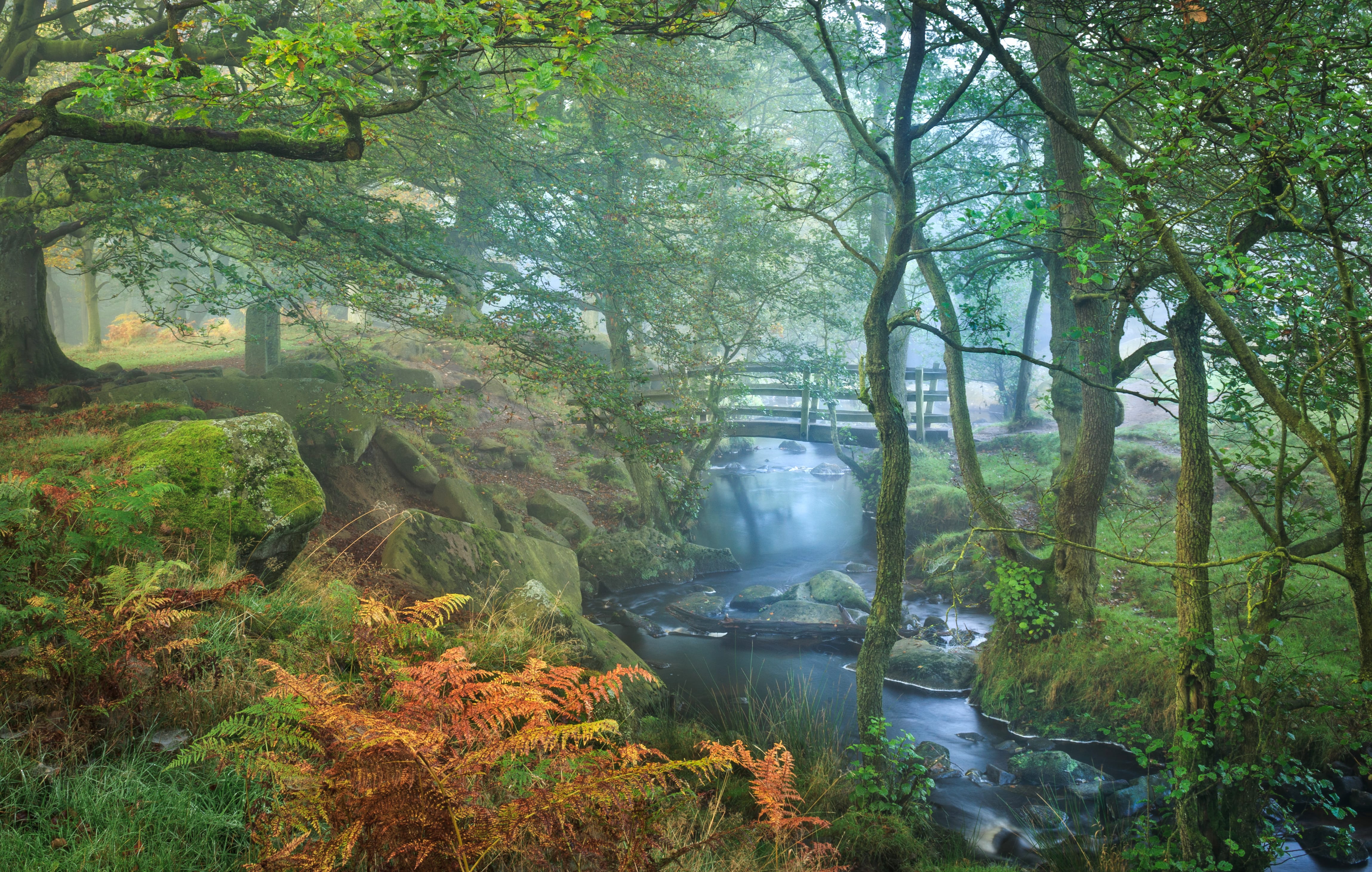 Fern Stream Fog Fall Forest Bridge Photography Park wallpapers HD quality