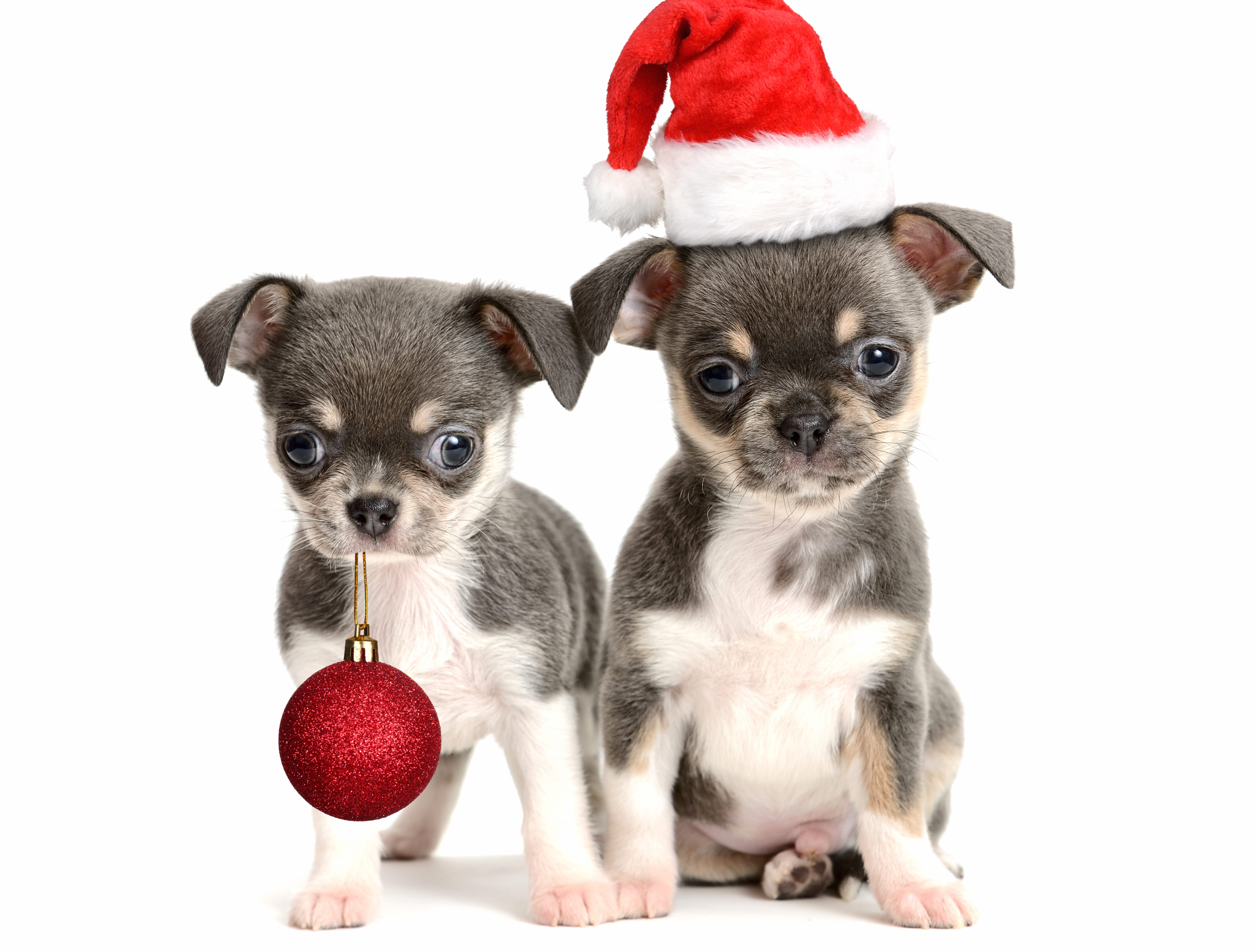 Festive Chihuahua Duo - HD Christmas Wallpaper wallpapers HD quality