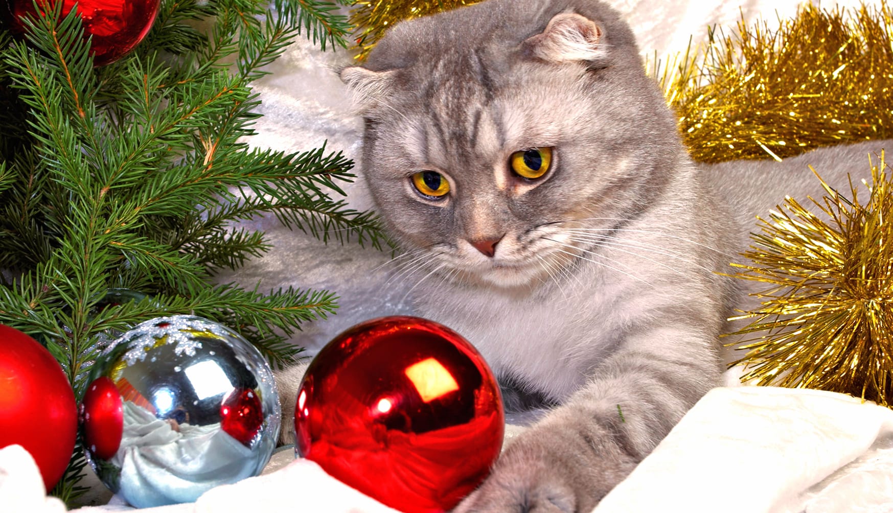 Festive Feline of a Cat with Christmas Ornaments wallpapers HD quality