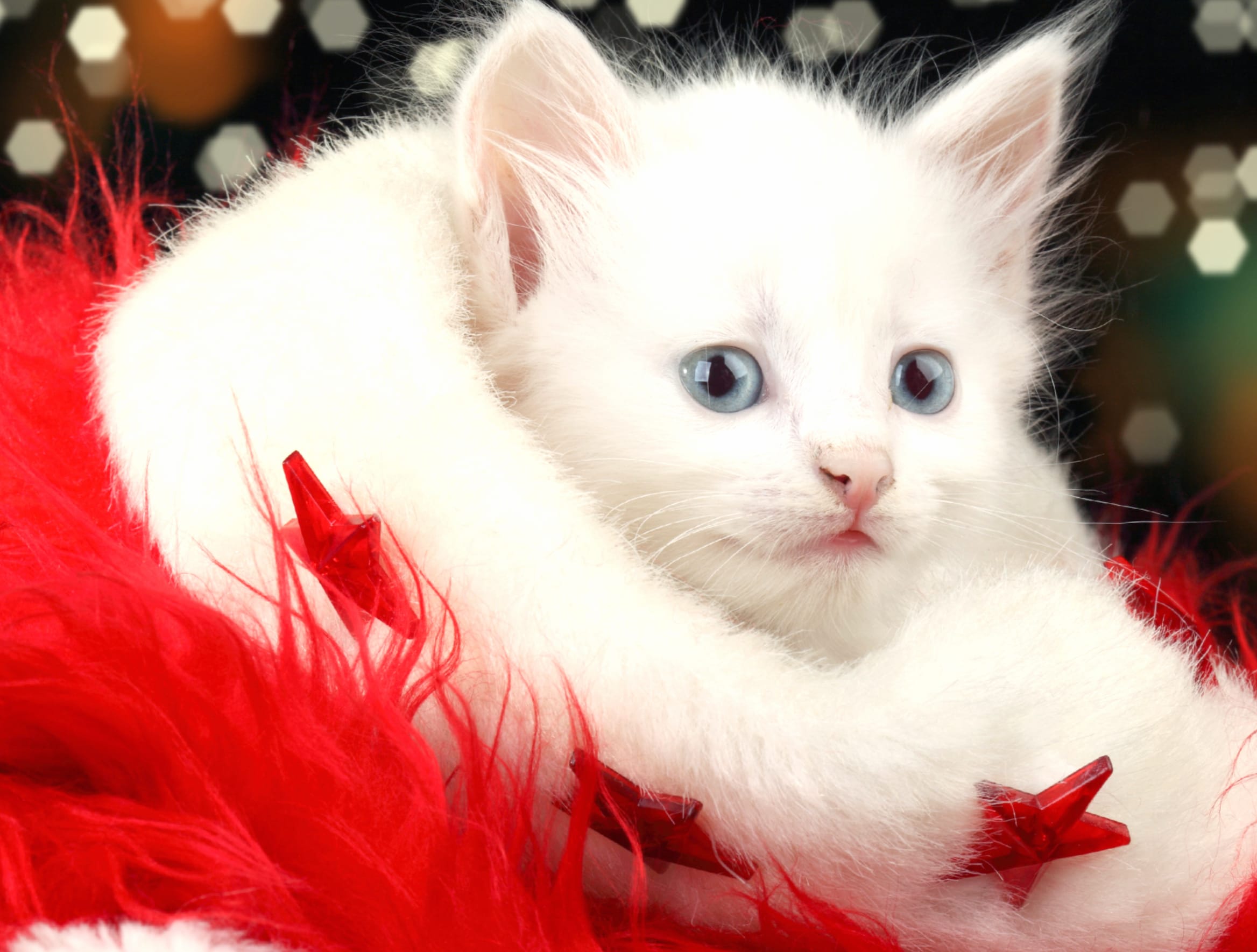 Festive Kitten for a Merry Christmas wallpapers HD quality