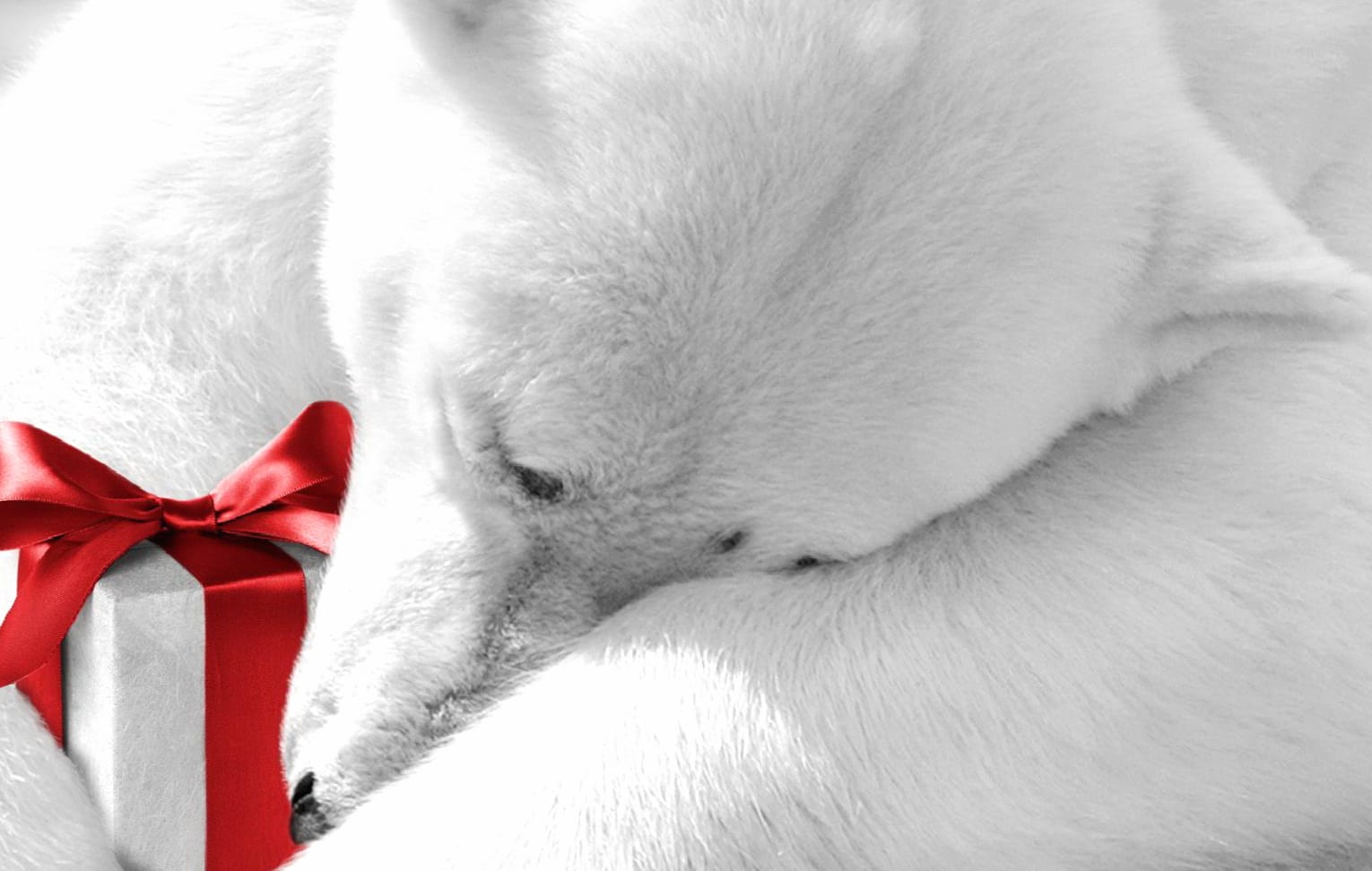 Festive Polar Bear A Cozy Christmas wallpapers HD quality