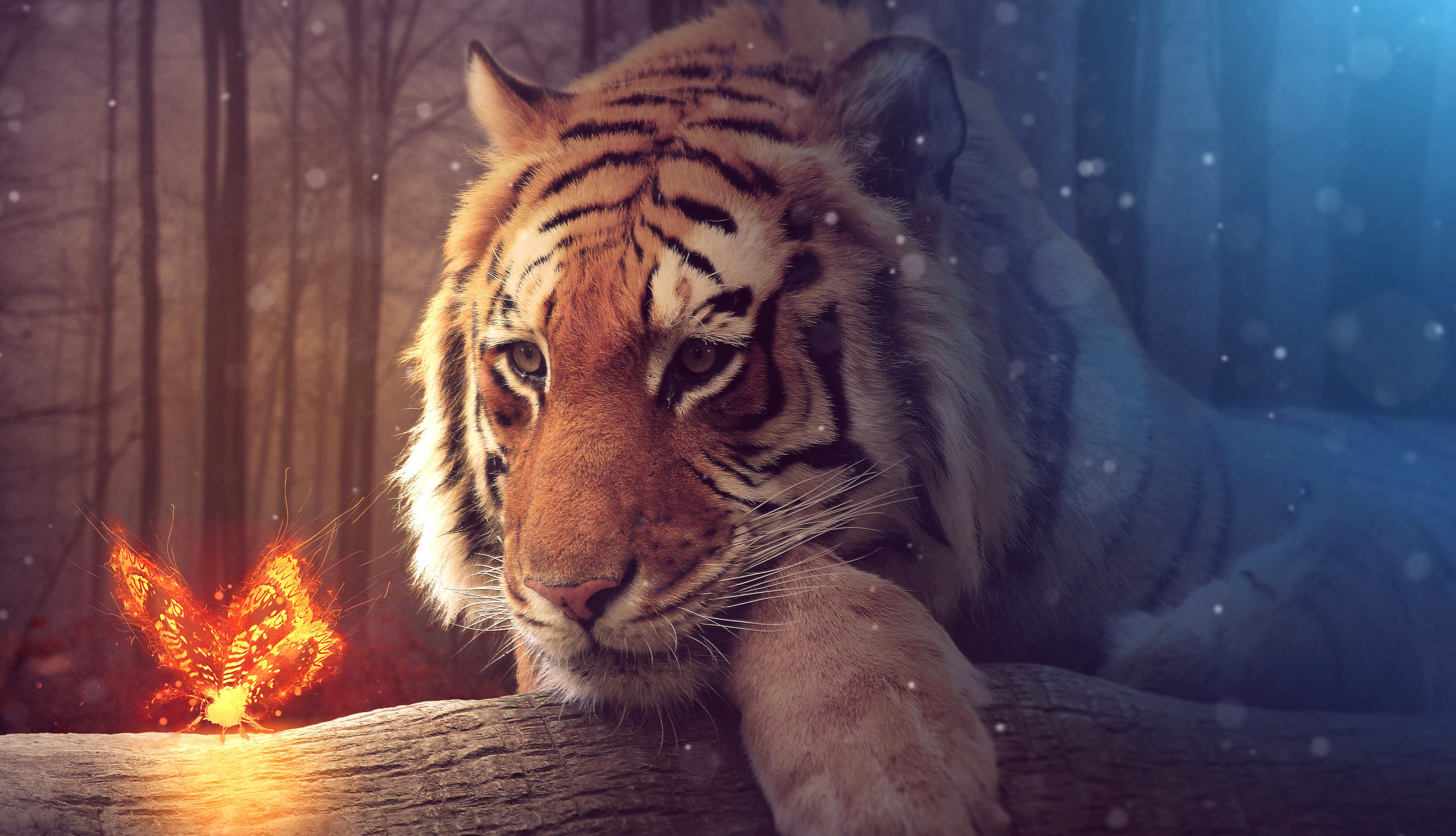 Firefly Dreams A HD Tiger Wallpaper wallpapers HD quality