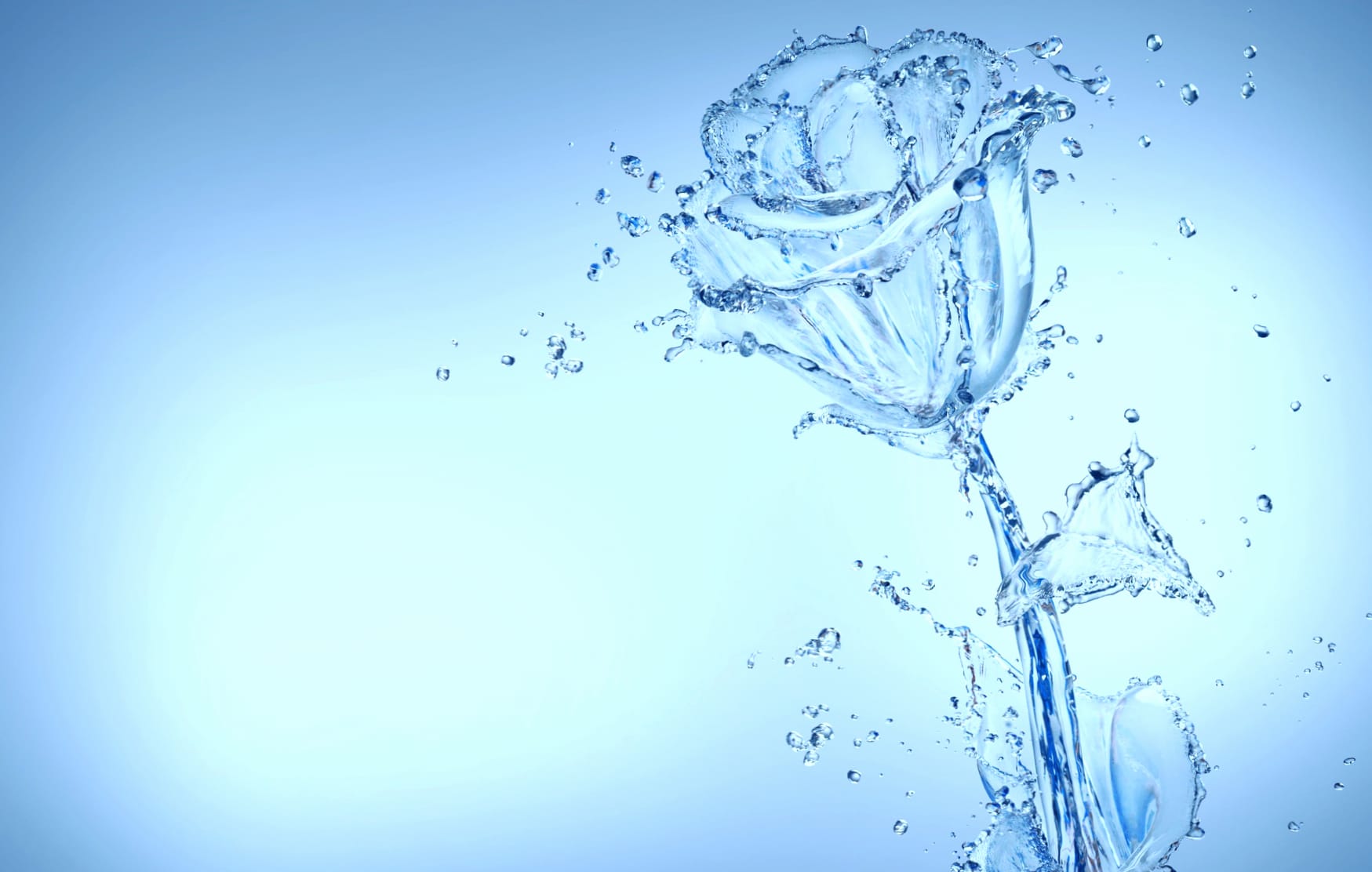 Flower in Water A Stunning wallpapers HD quality