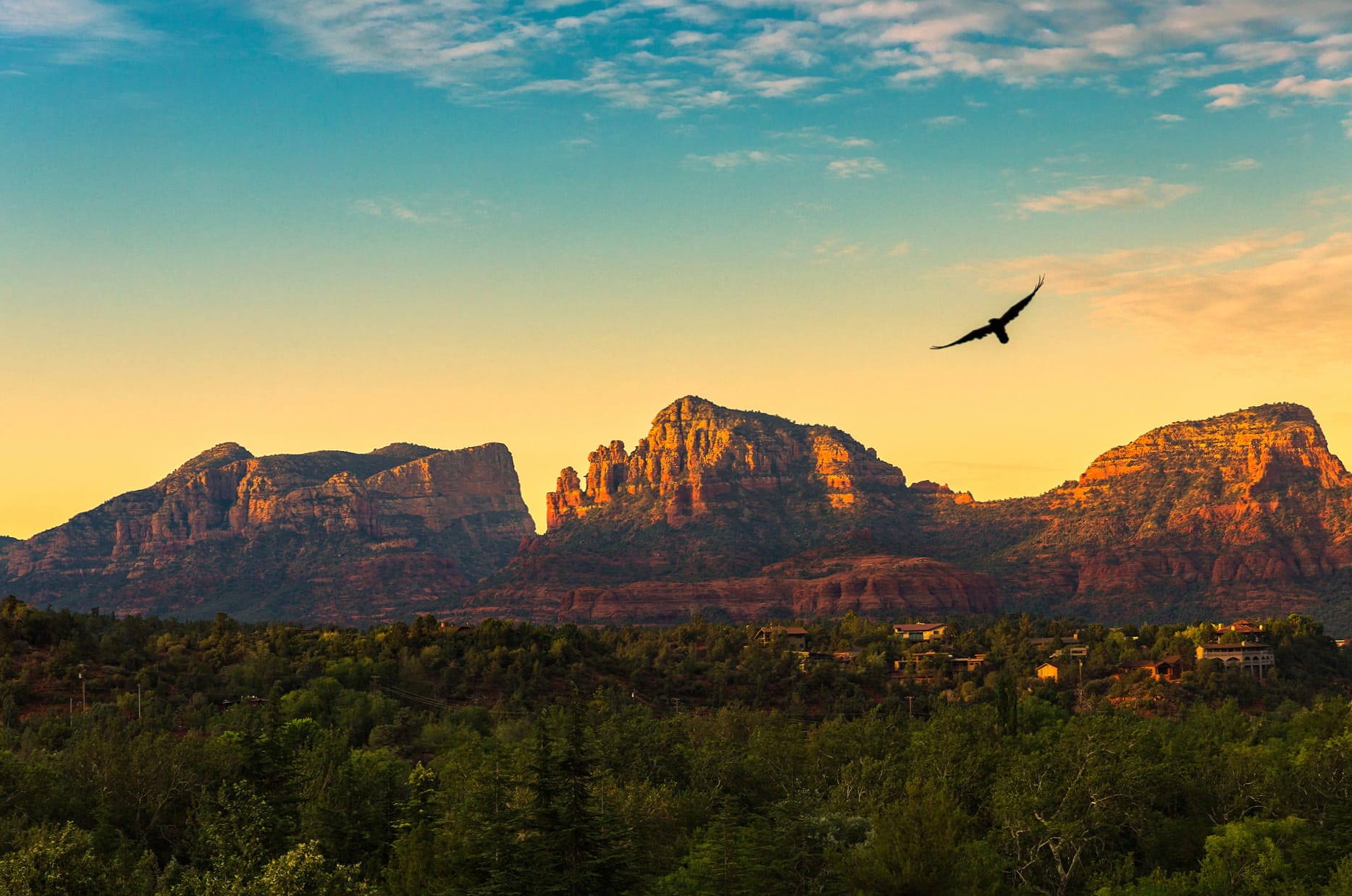 Forest Bird Mountain Arizona Photography Landscape wallpapers HD quality