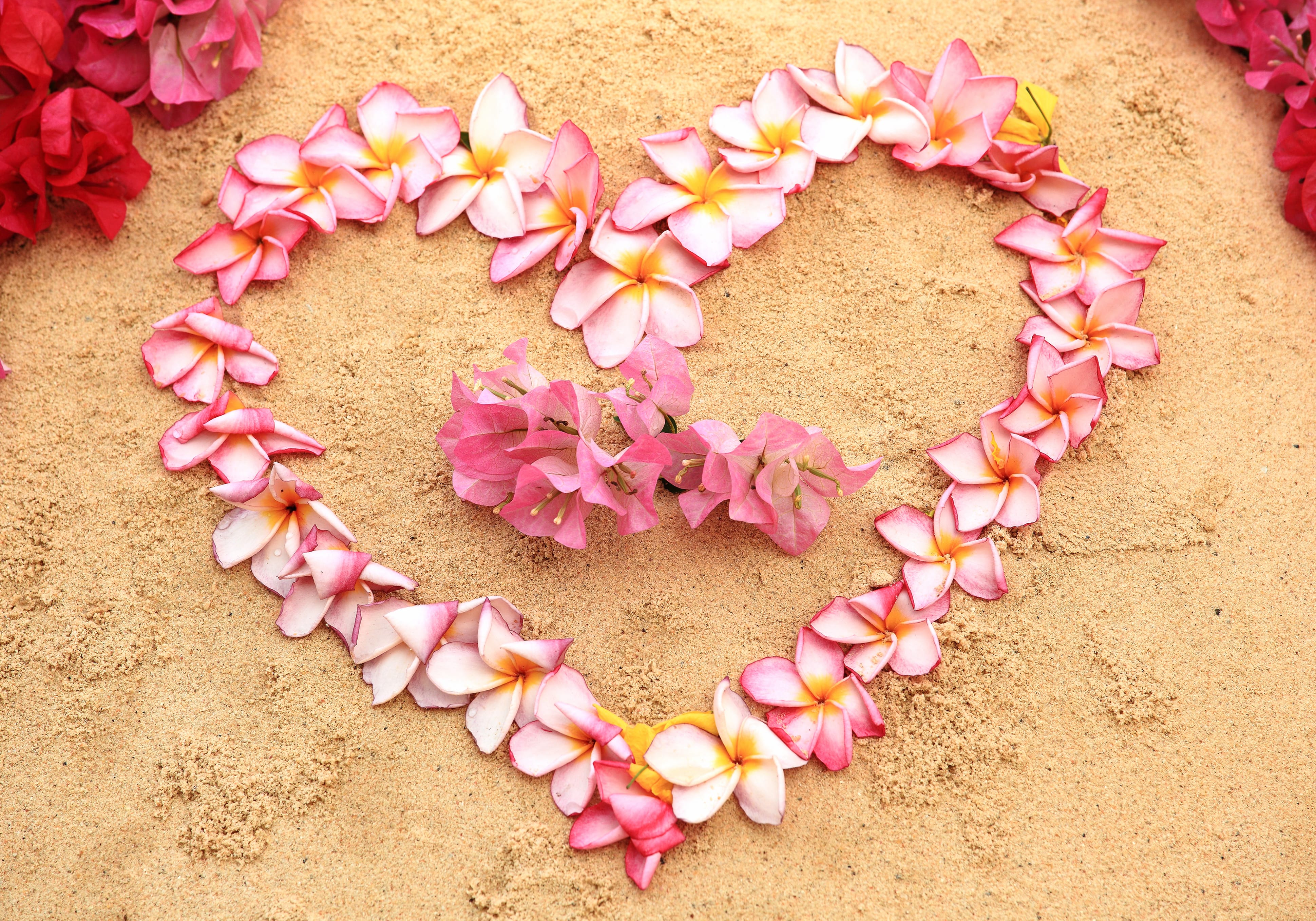 Frangipani Heart-shaped Sand Petal Photography Love wallpapers HD quality