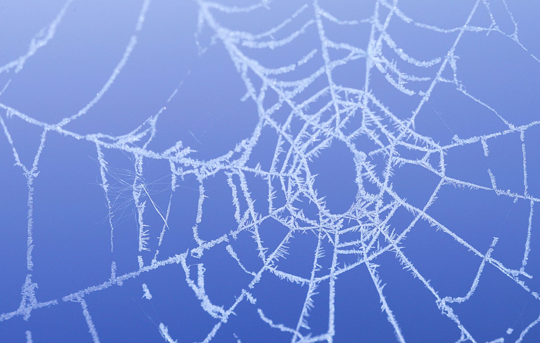 Frost Snow Photography Spider Web wallpapers HD quality