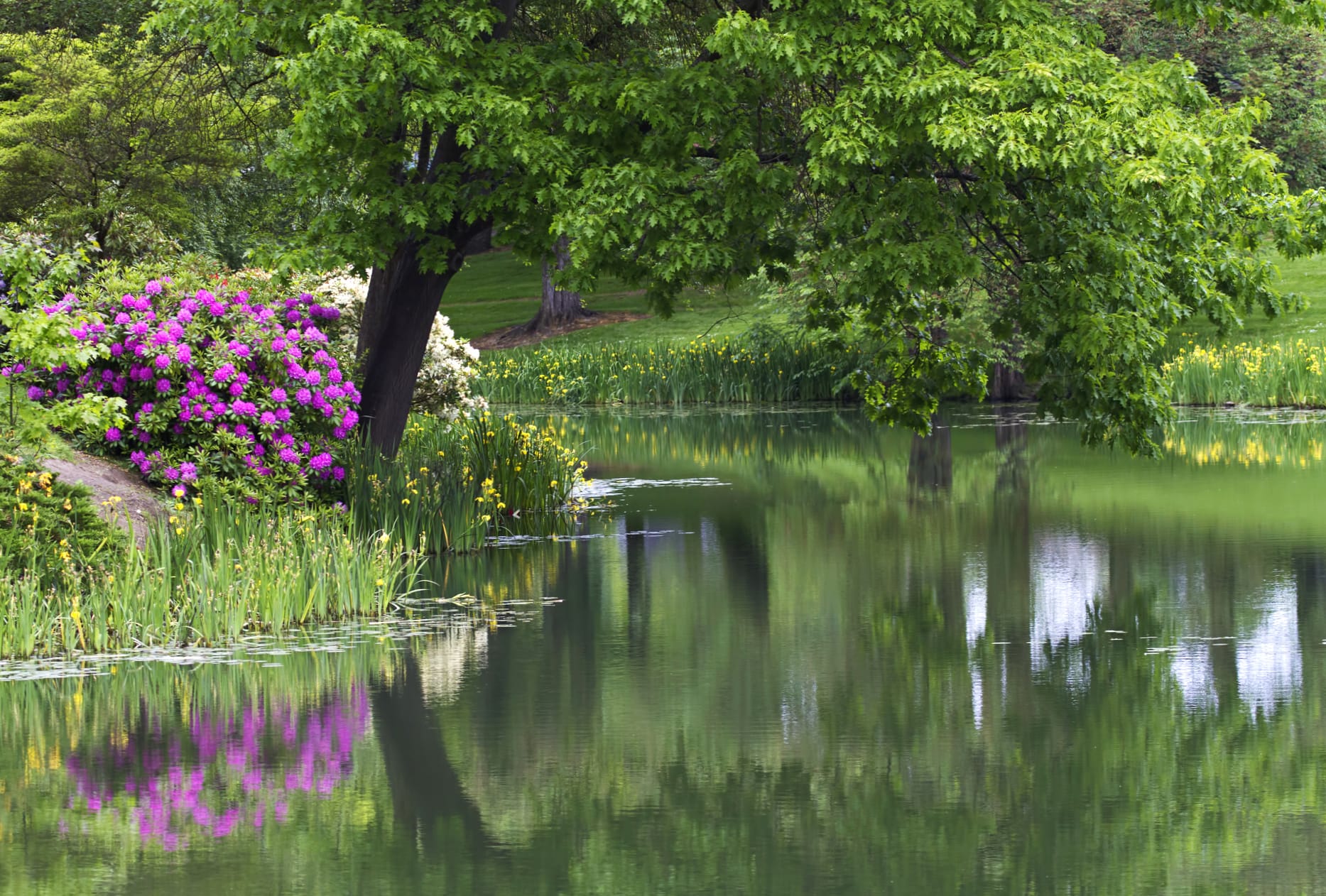 Garden Park Flower Water Reflection Tree Landscape Photography Lake wallpapers HD quality