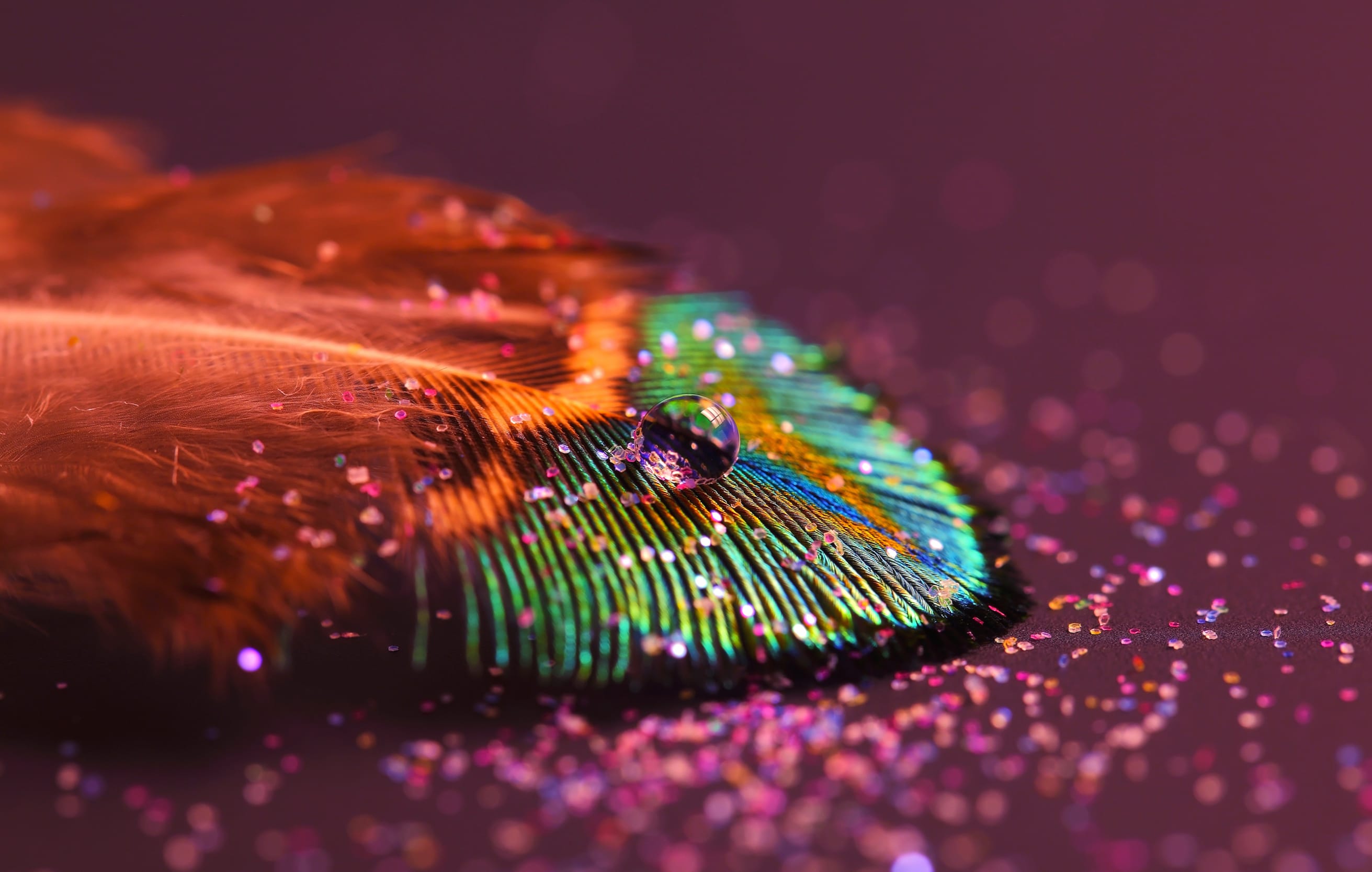 Glittering Feather A Stunning wallpapers HD quality