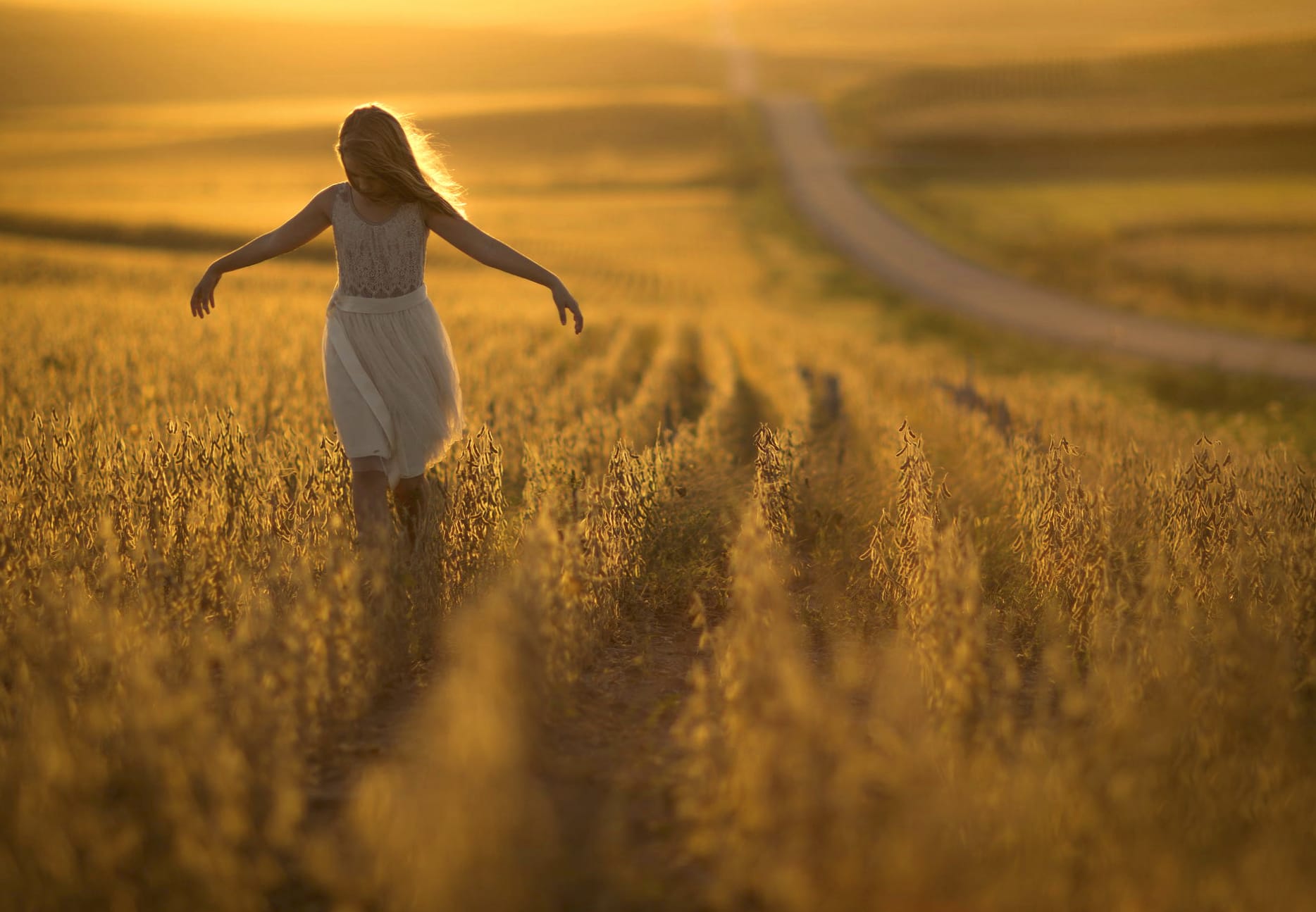 Golden Fields Serenity - at 1536 x 864 HD size wallpapers HD quality