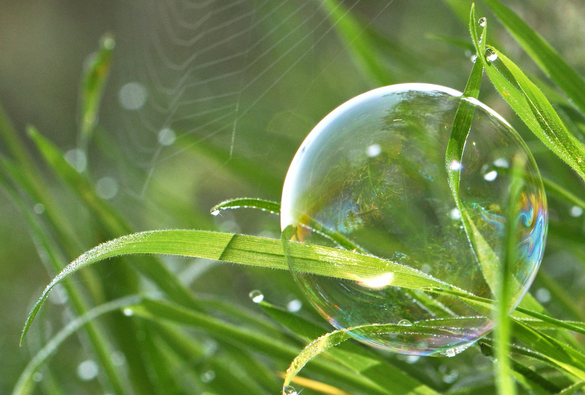 Grass Macro Nature Photography Bubble wallpapers HD quality