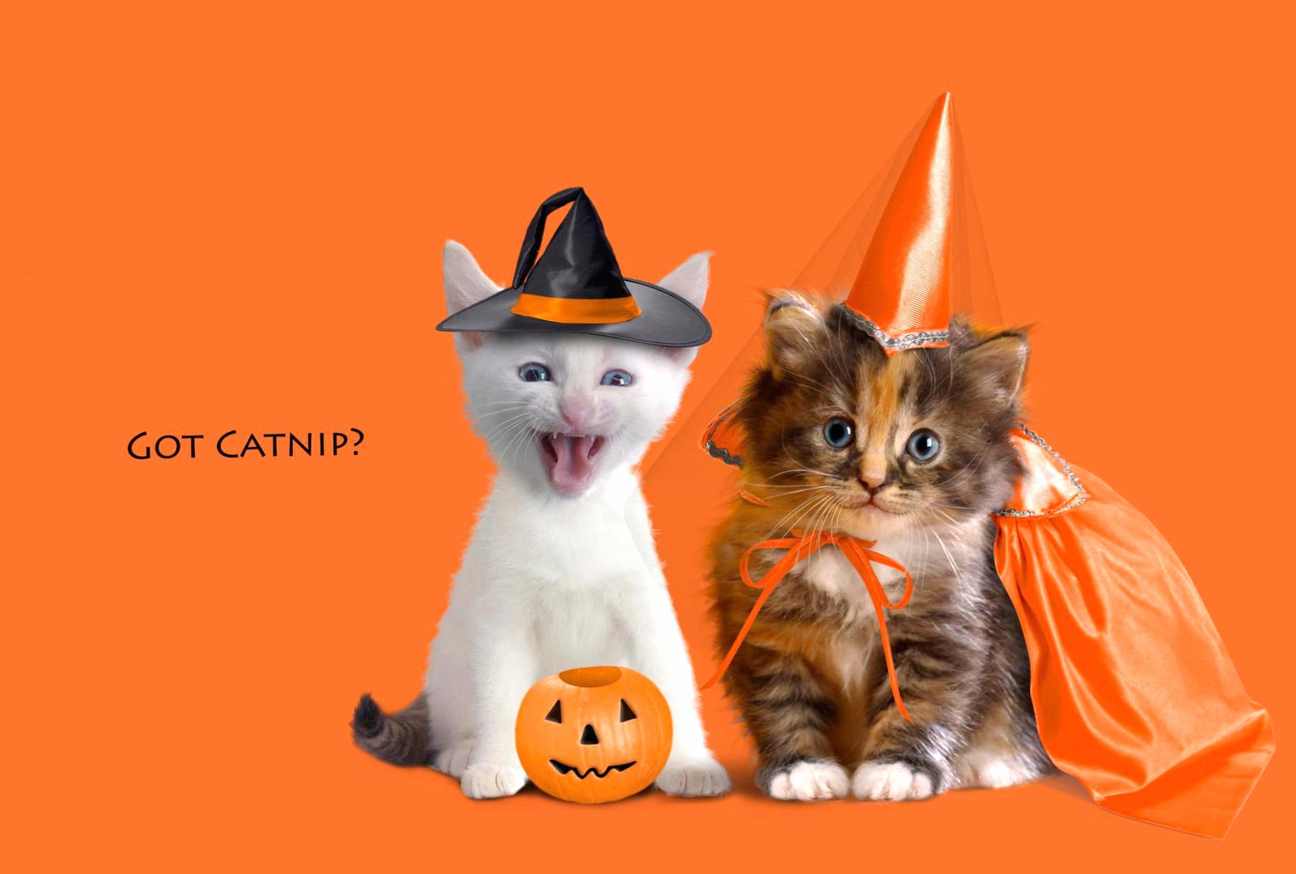 Halloween Kittens at 1366 x 768 HD size wallpapers HD quality