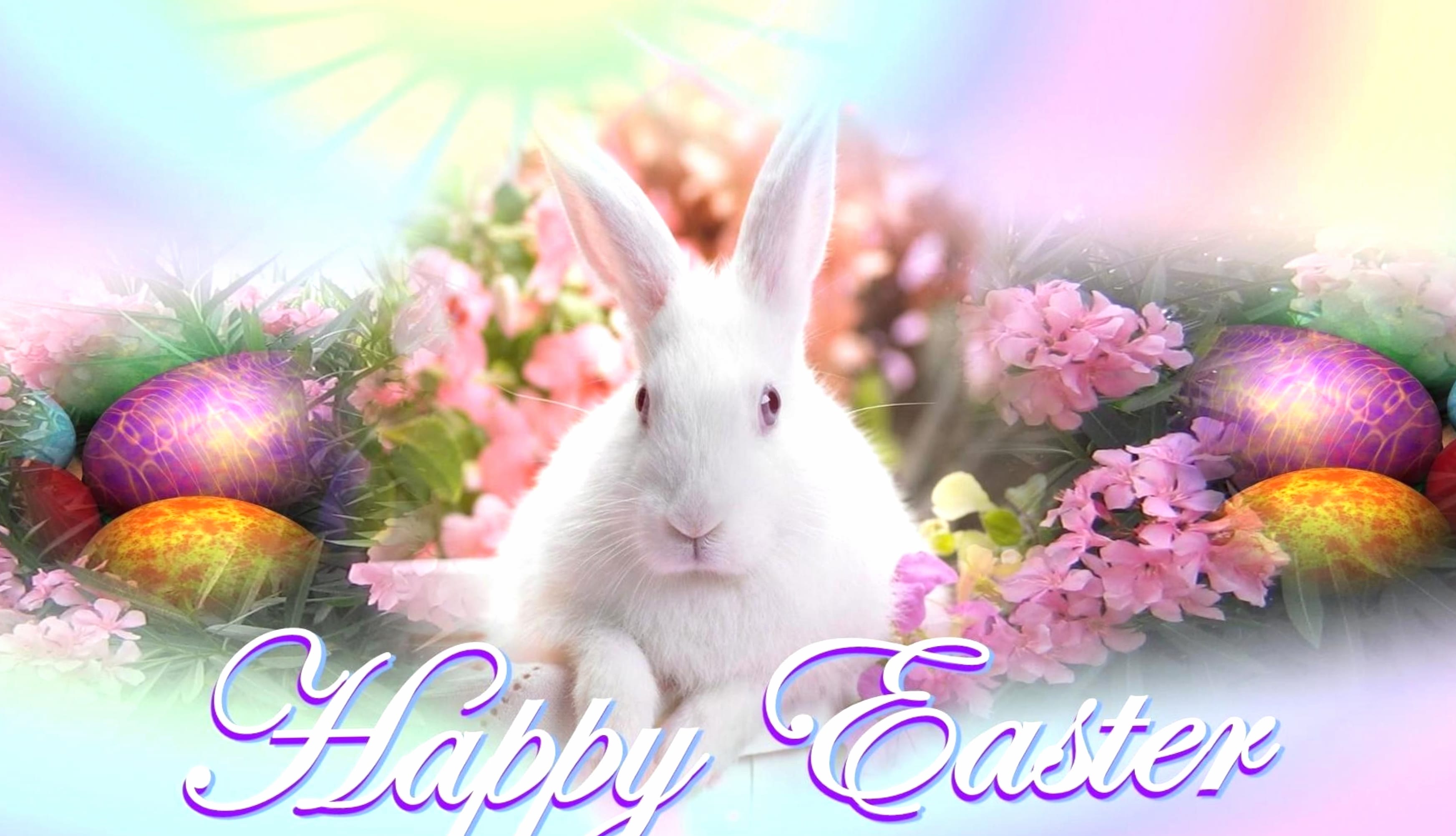 Happy Easter Rabbit Easter Egg Bunny Holiday Easter wallpapers HD quality