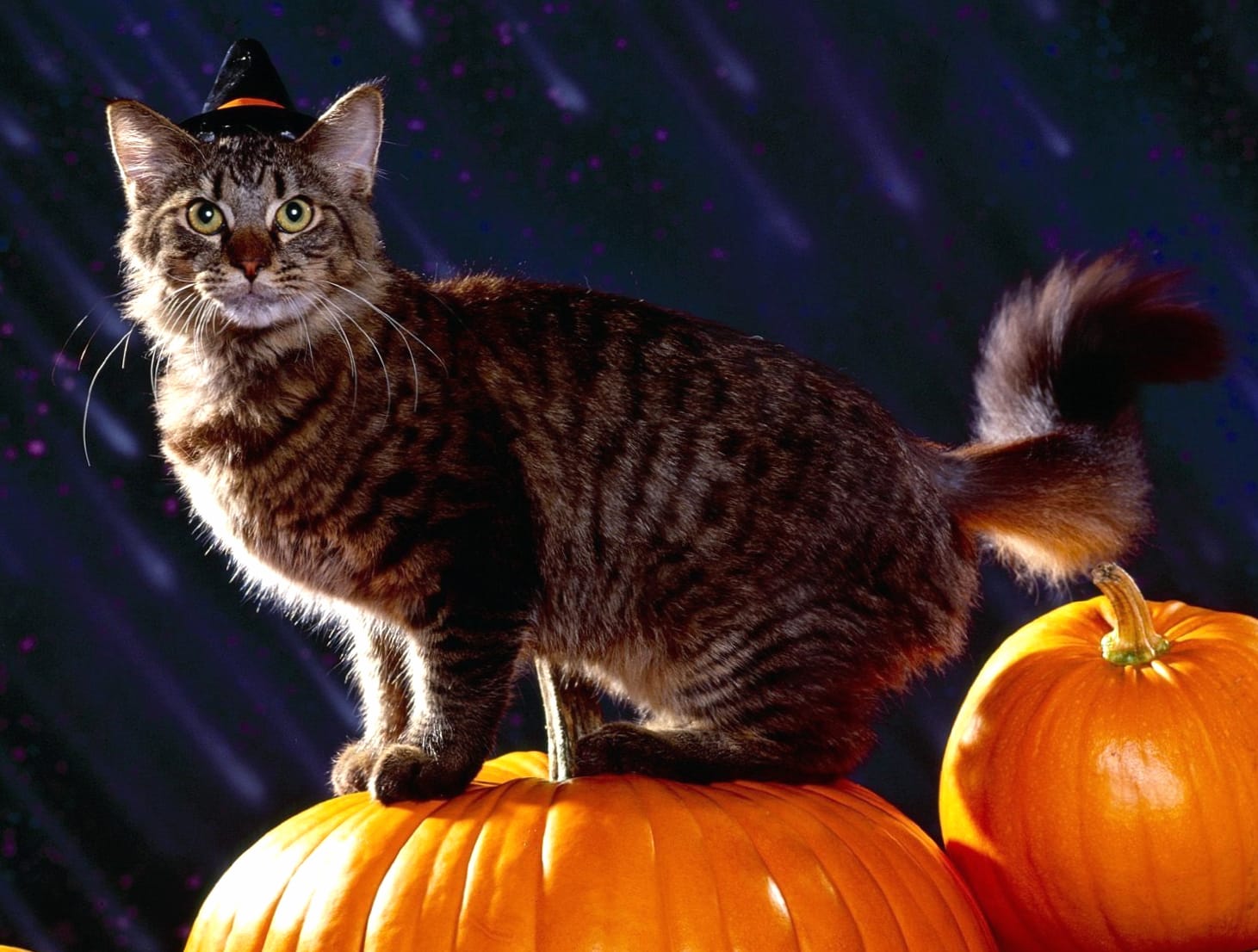 HD Halloween Wallpaper A Festive Feline with Pumpkins wallpapers HD quality