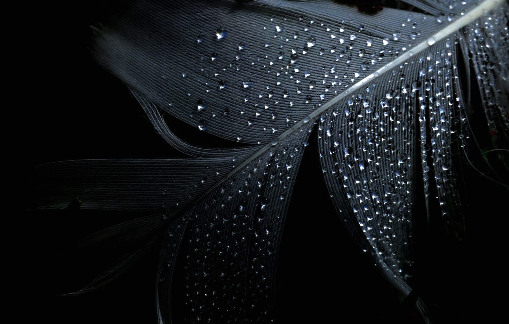 HD Wallpaper of a Feather with Dew Drops wallpapers HD quality