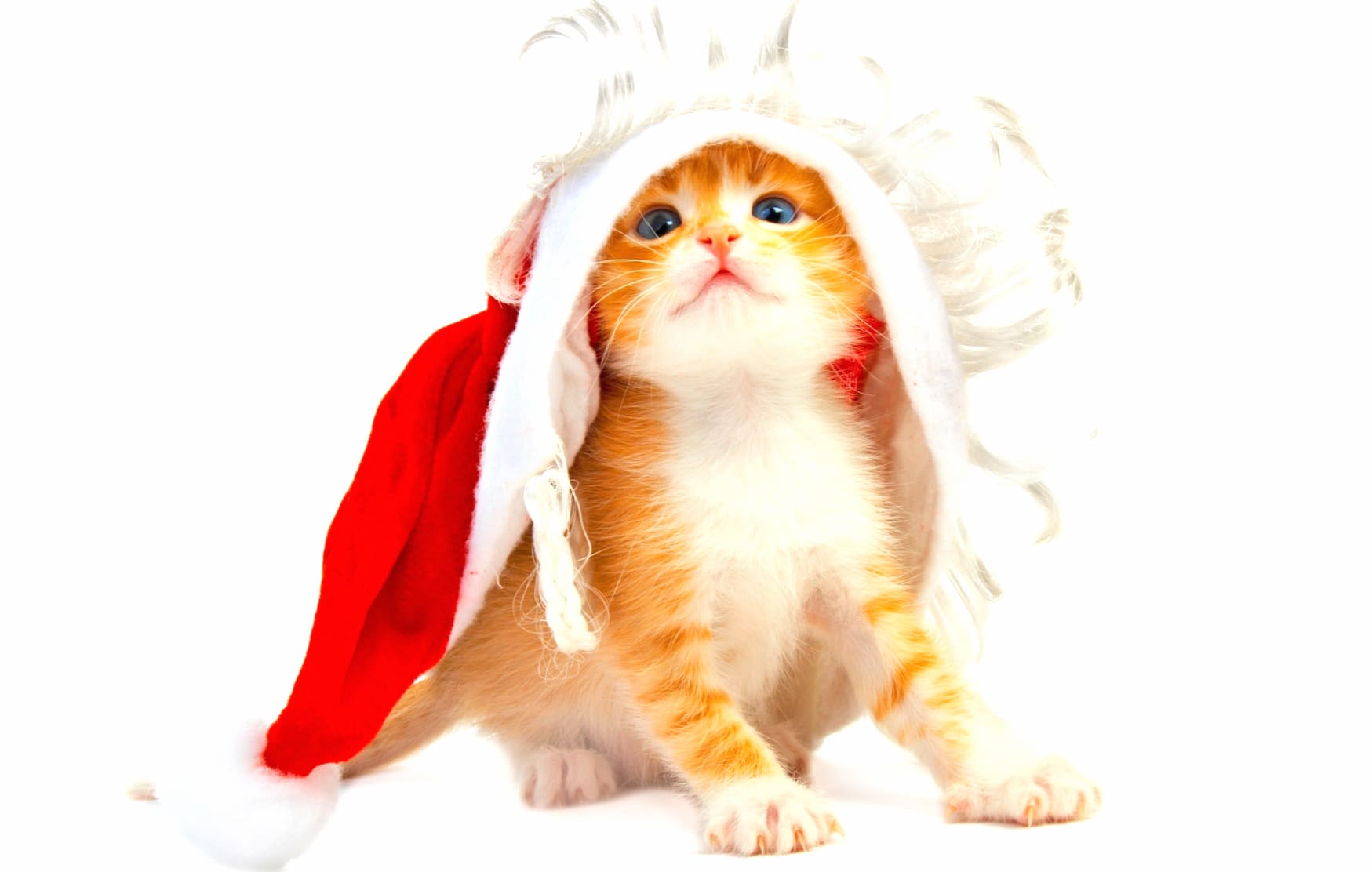 Holiday Christmas Animal Cat wallpapers HD quality