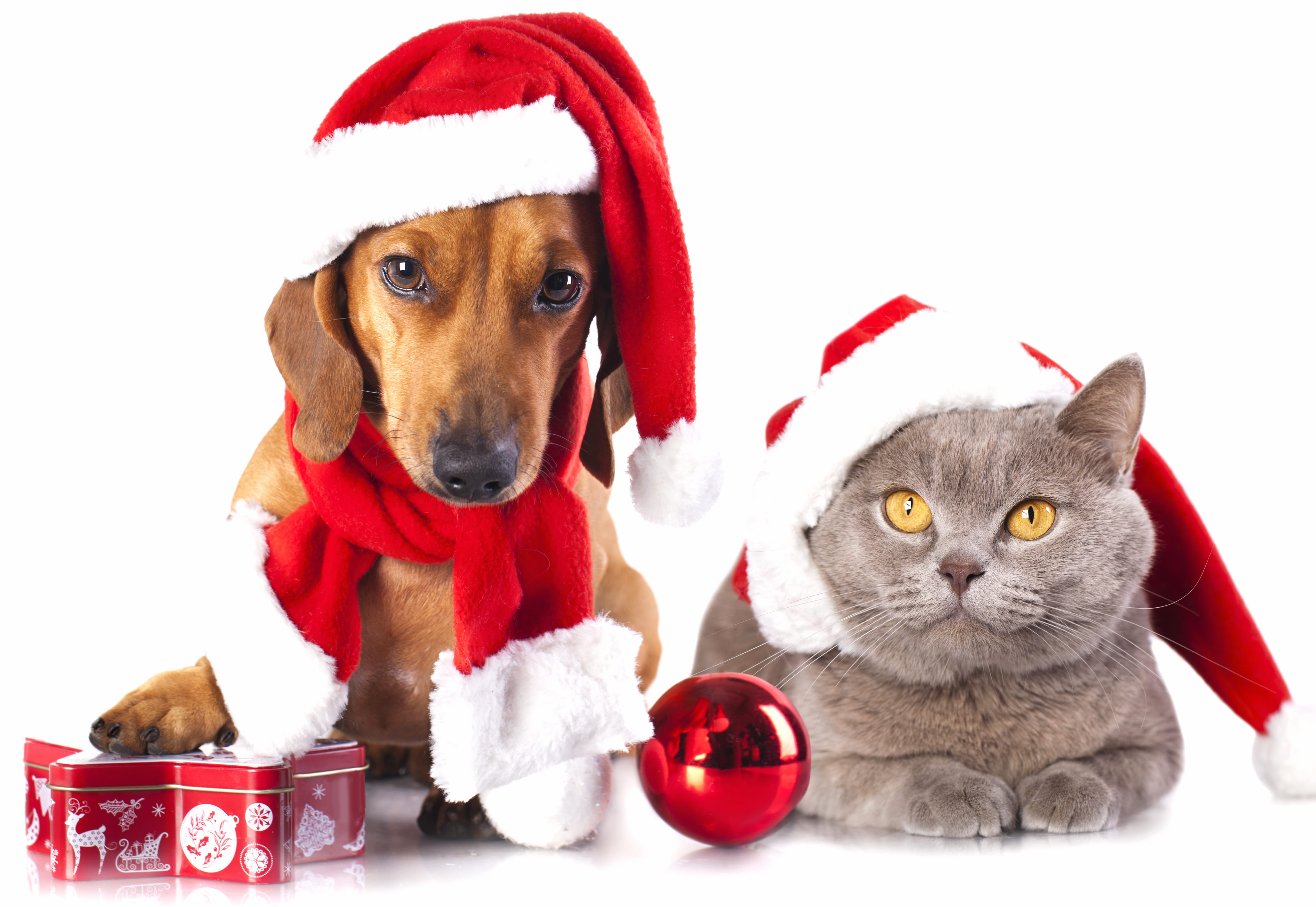 Holiday Pet Pals - HD Christmas Wallpaper wallpapers HD quality