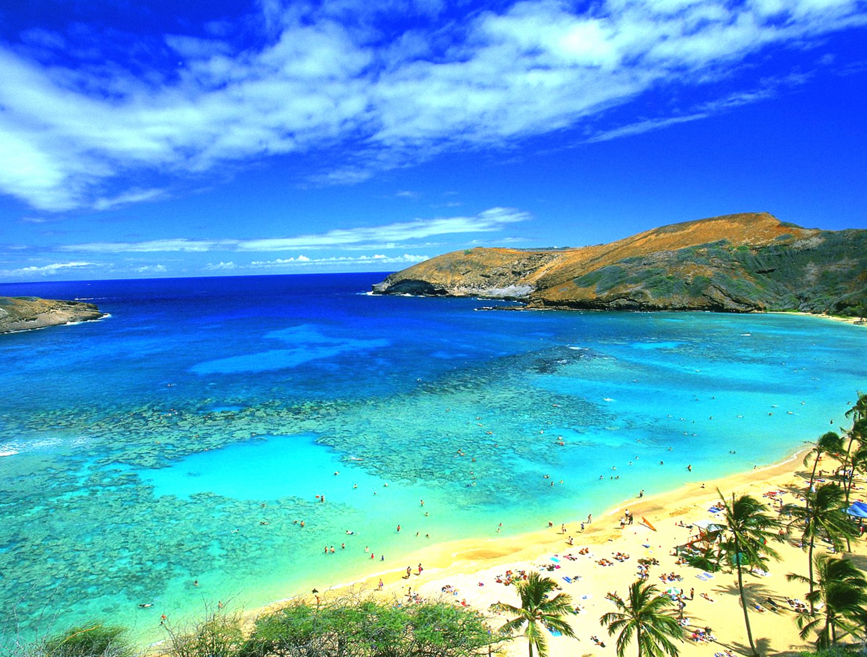 Horizon Palm Tree Sea Ocean Hawaii Photography Beach at 1600 x 1200 size wallpapers HD quality