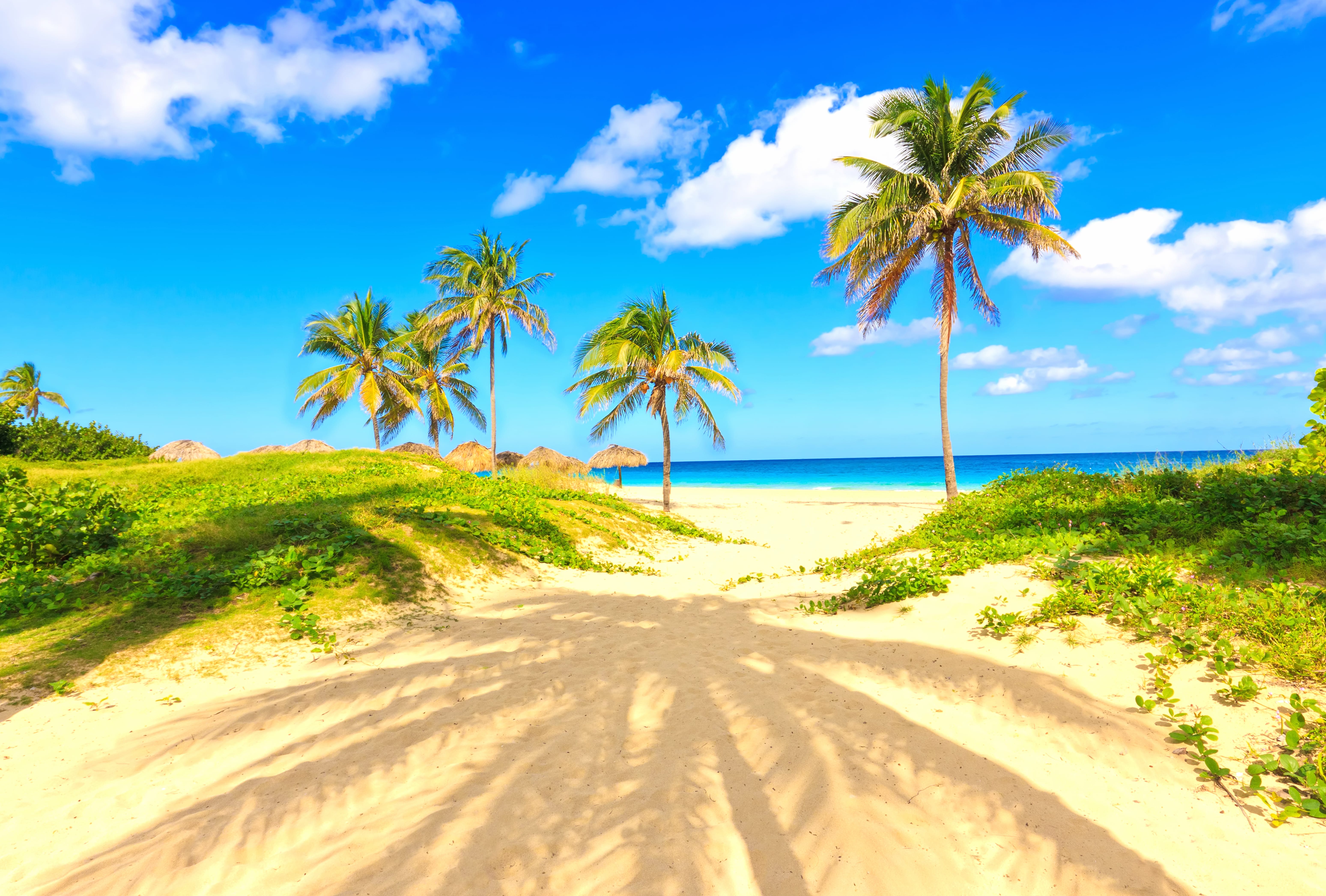 Horizon Palm Tree Tropical Photography Beach wallpapers HD quality